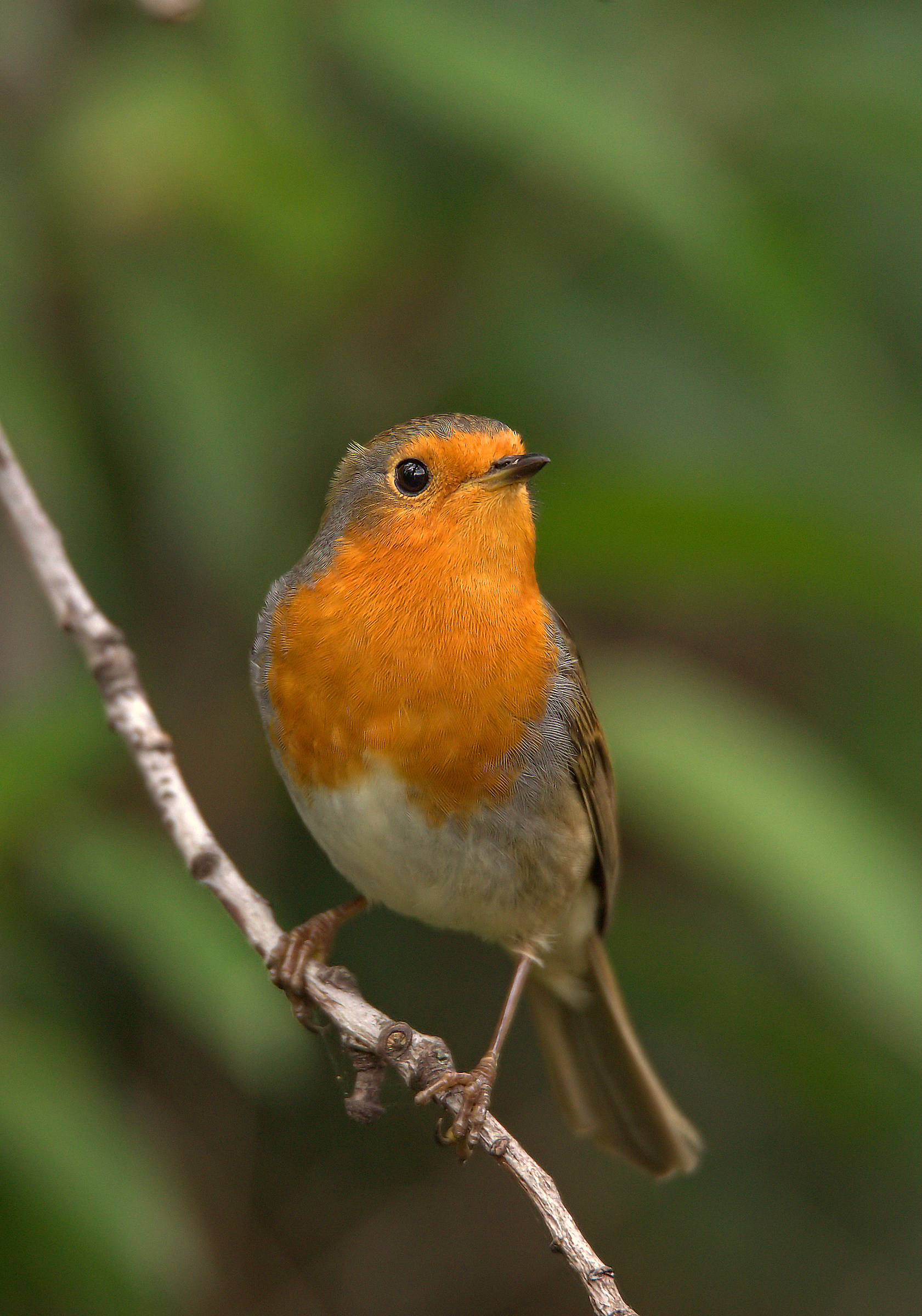 Robin