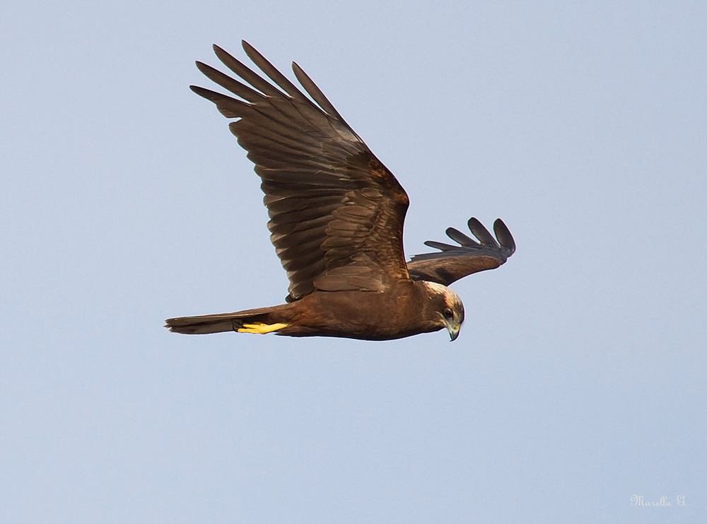 Falco di palude femmina 2