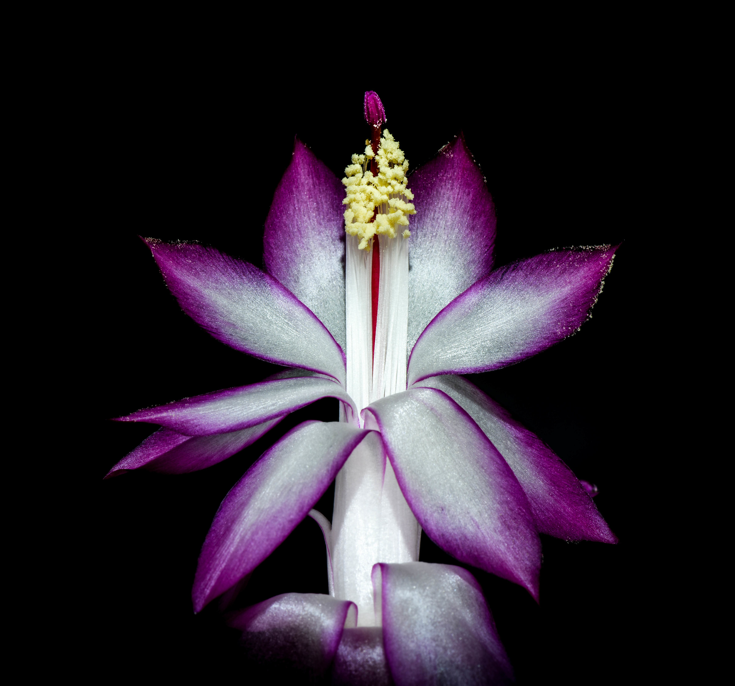 Schulumbergera "Christmas Cactus"