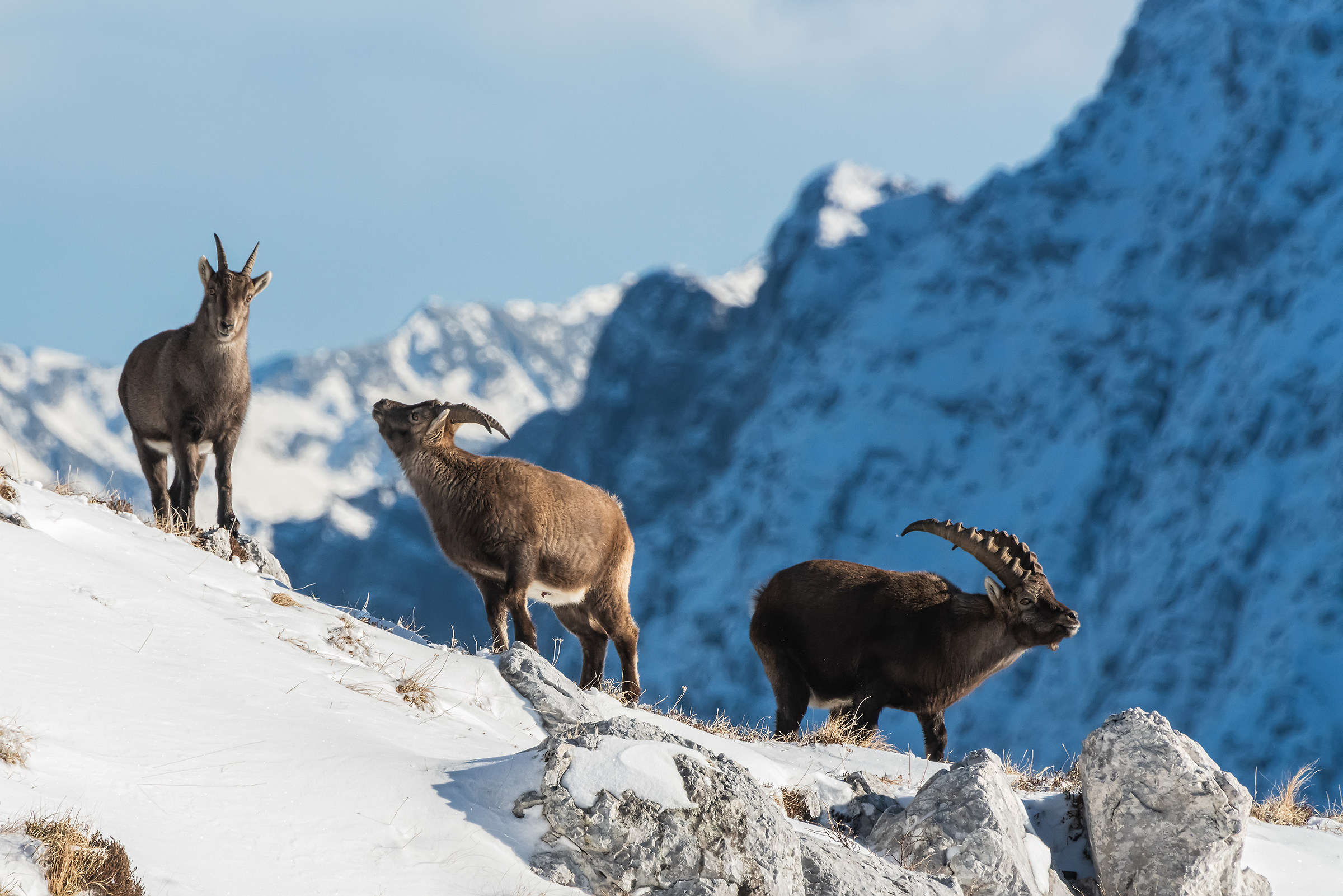 Stambecchi e prima neve