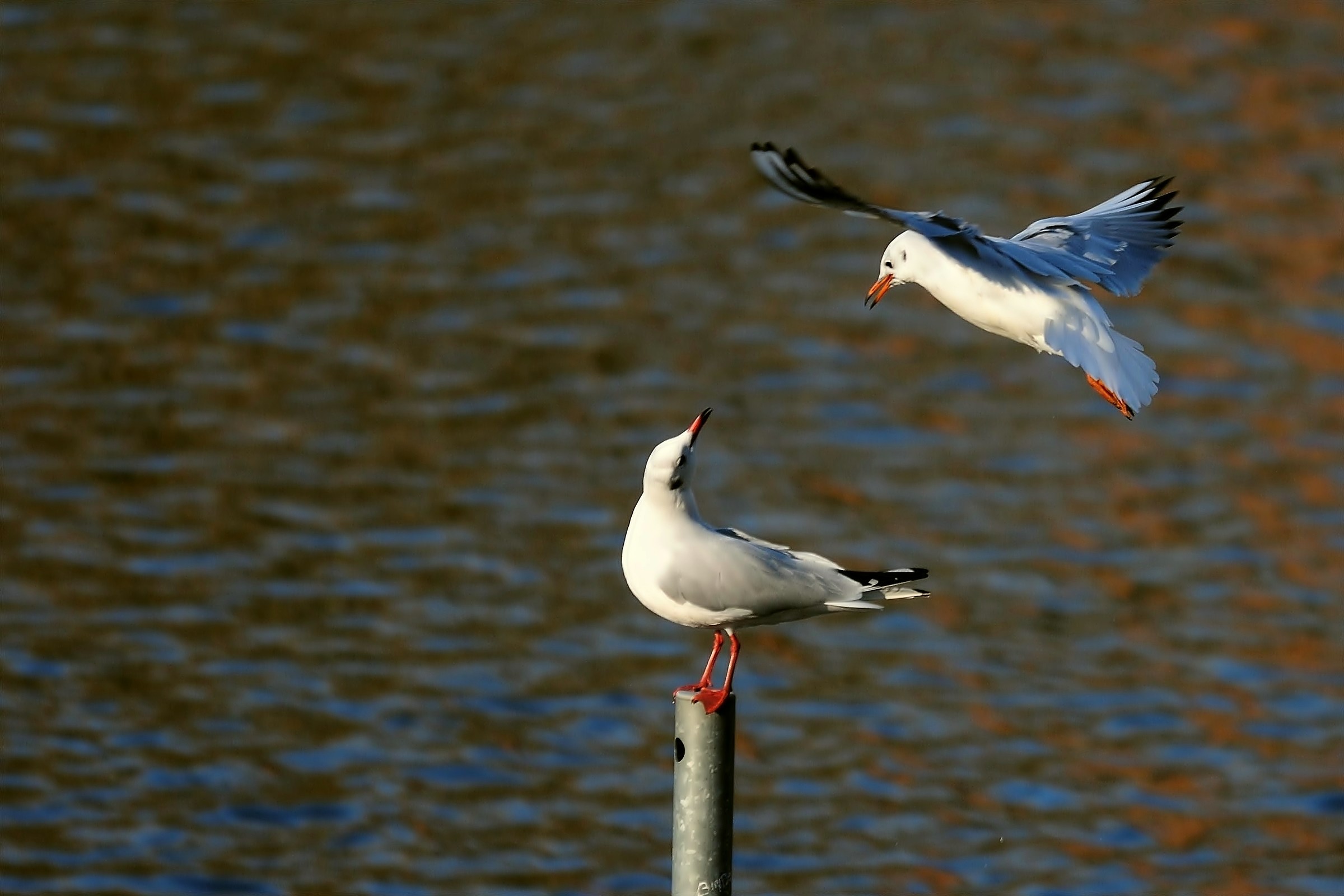"Hello, do you do me some place?" "... and where, excuse me?...
