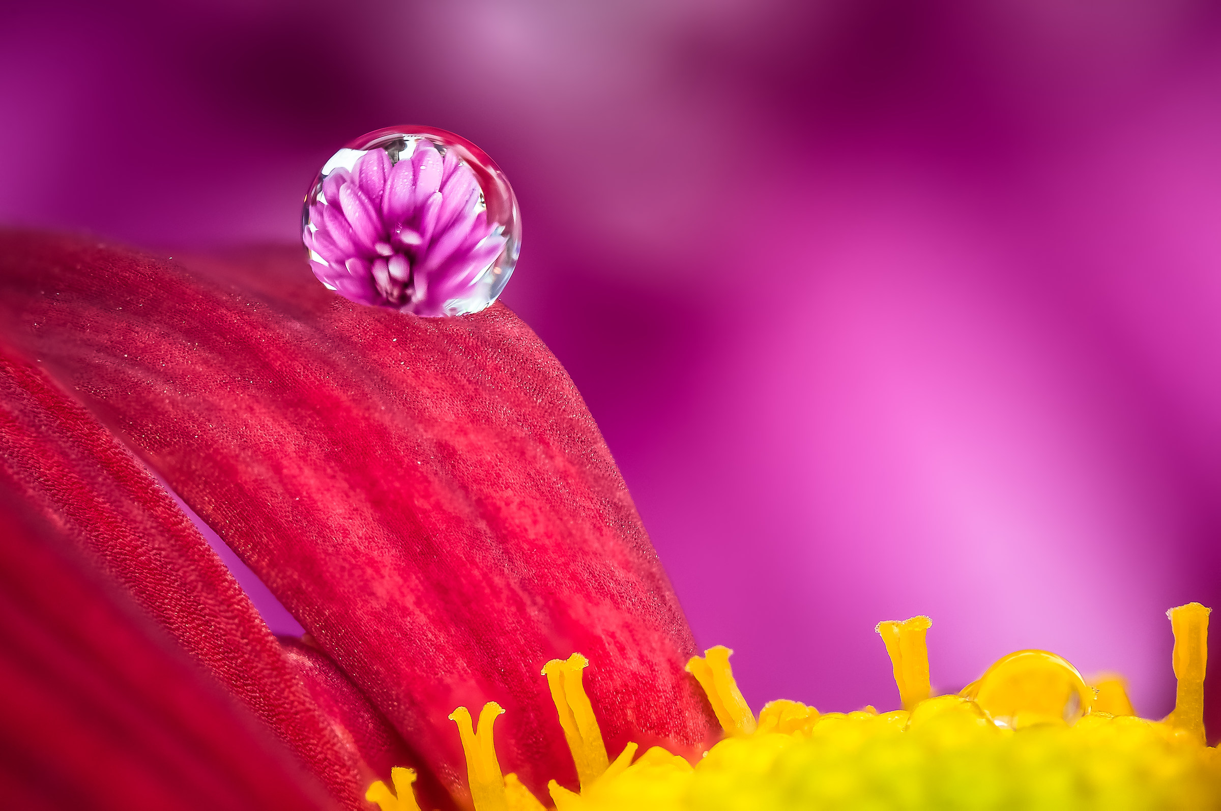 Drops Flowers Reflections Mario JR Nicorelli