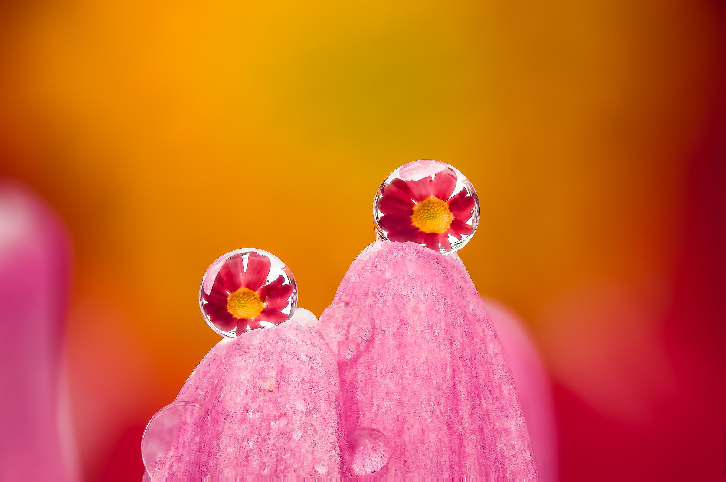 Drops Flowers Reflections Mario JR Nicorelli