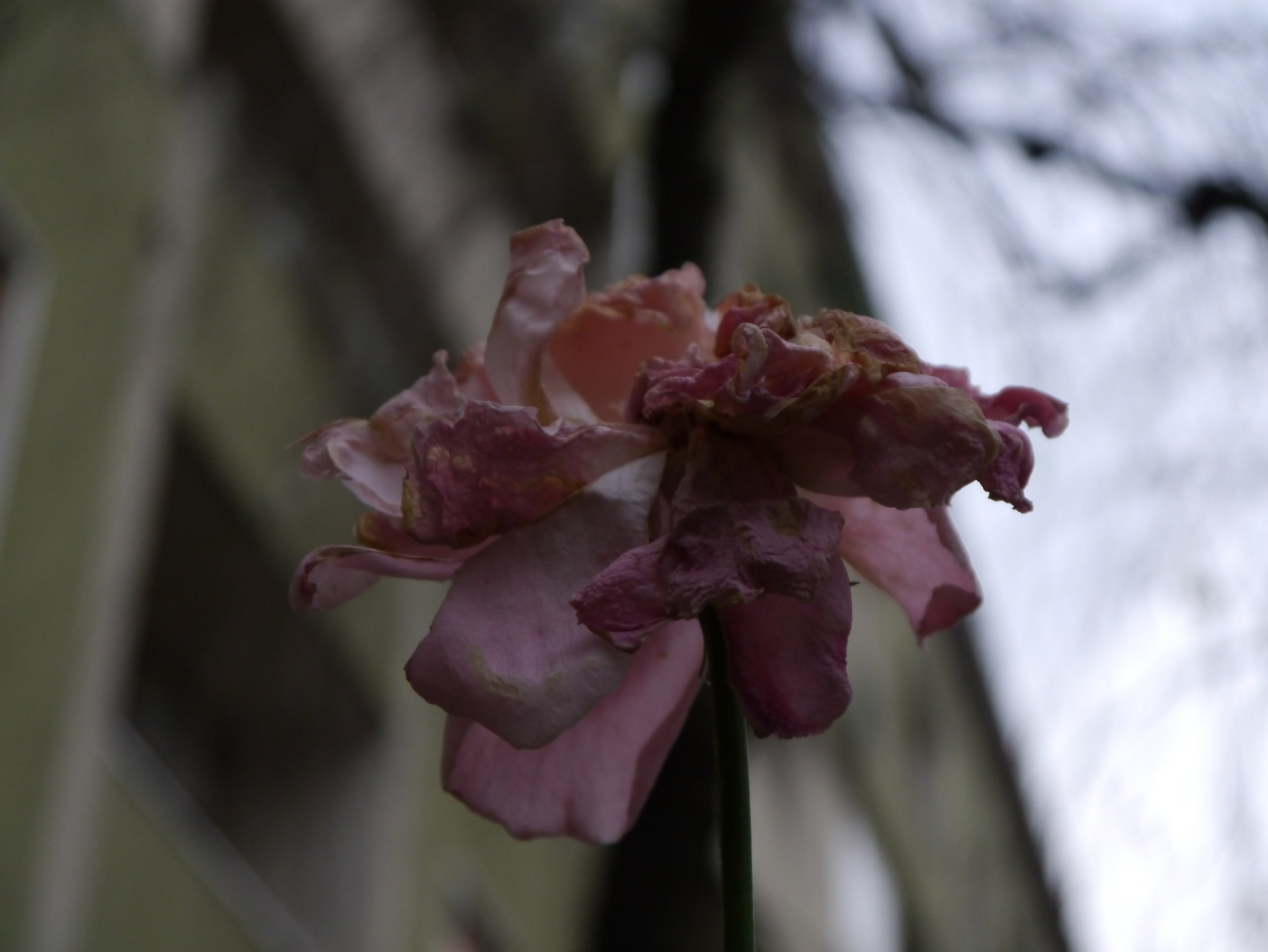 Il Piccolo Principe... senza lieto fine