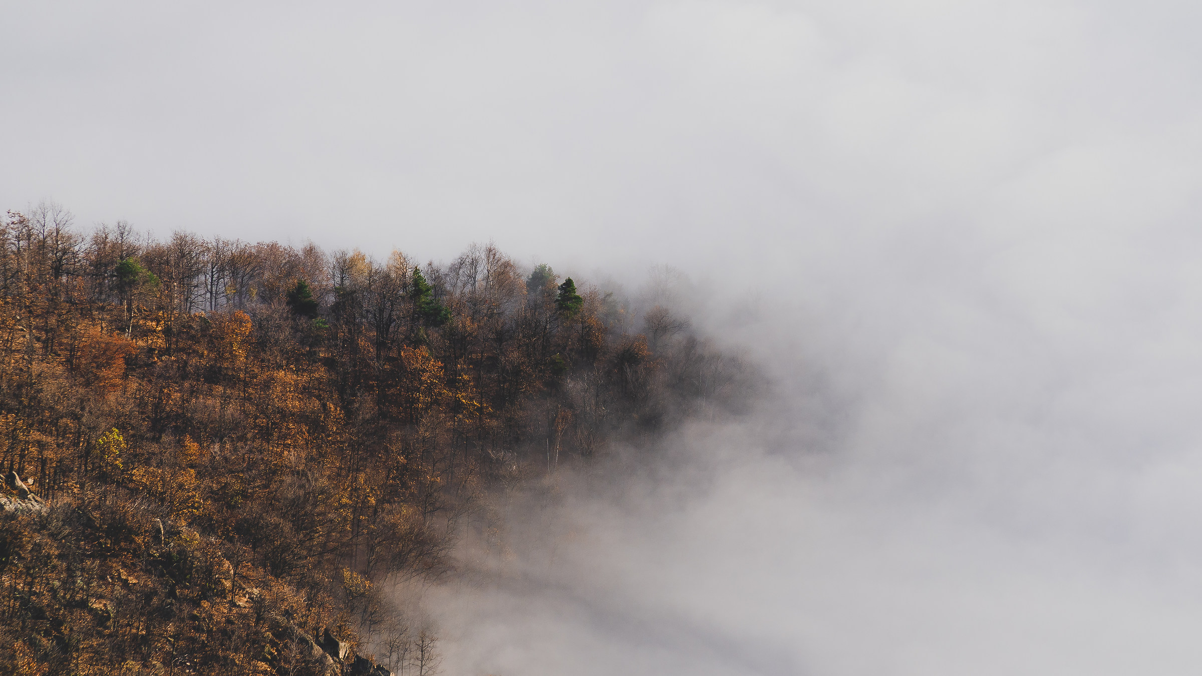 Nebbia che inghiotte la foresta autunnale