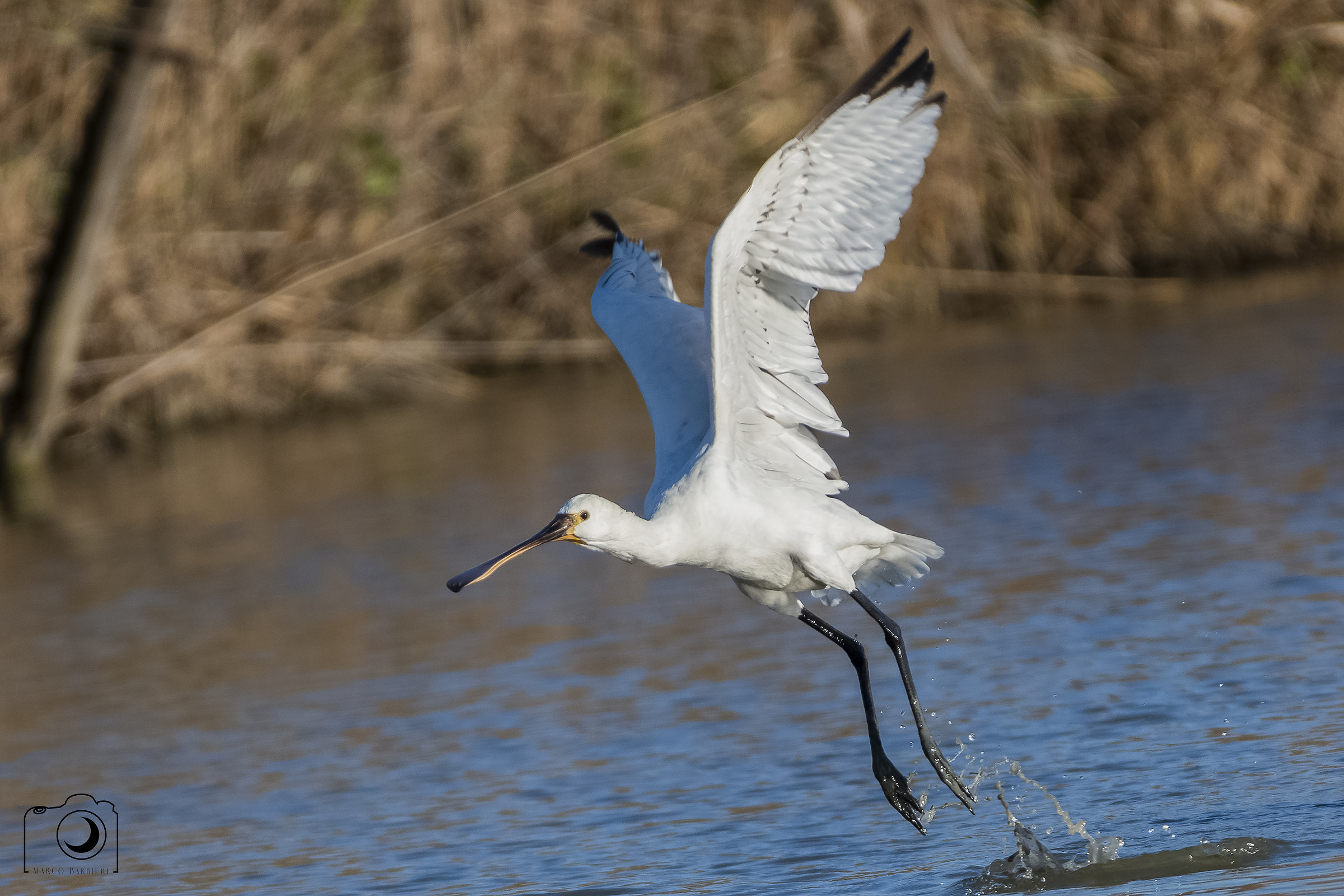 Stacco della spatola