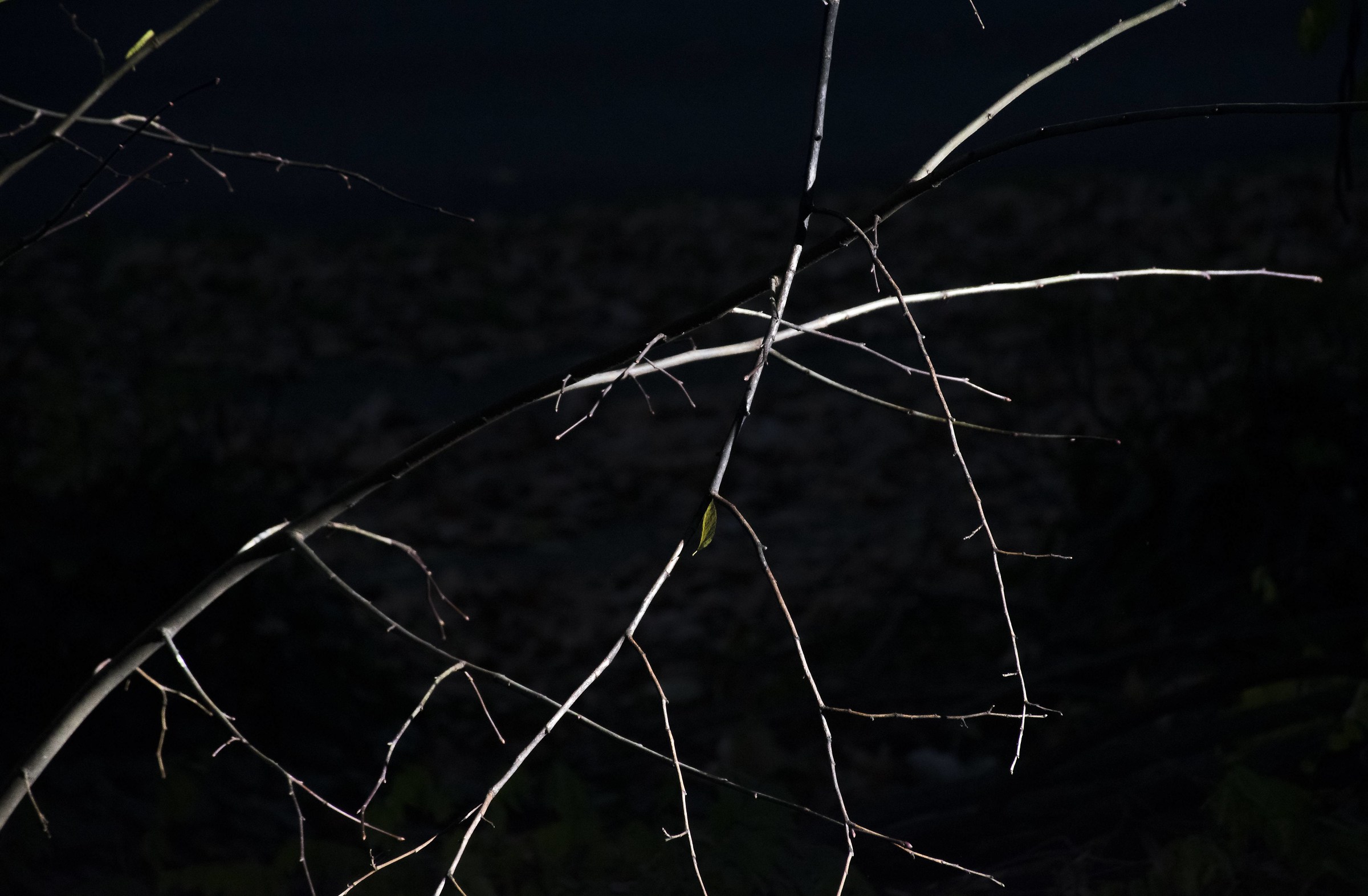 L'ultima fogliolina..portata dal vento