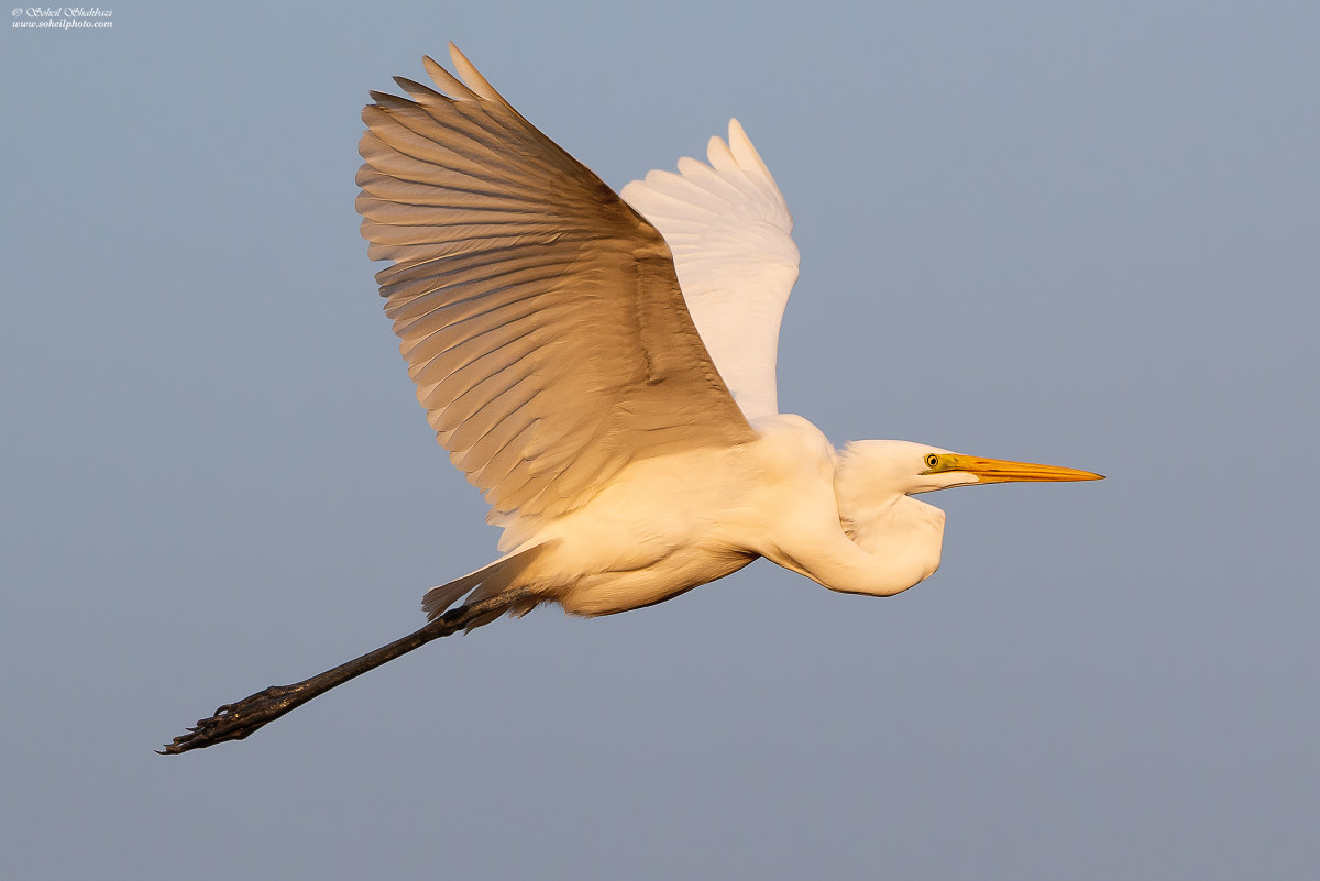 Great egret