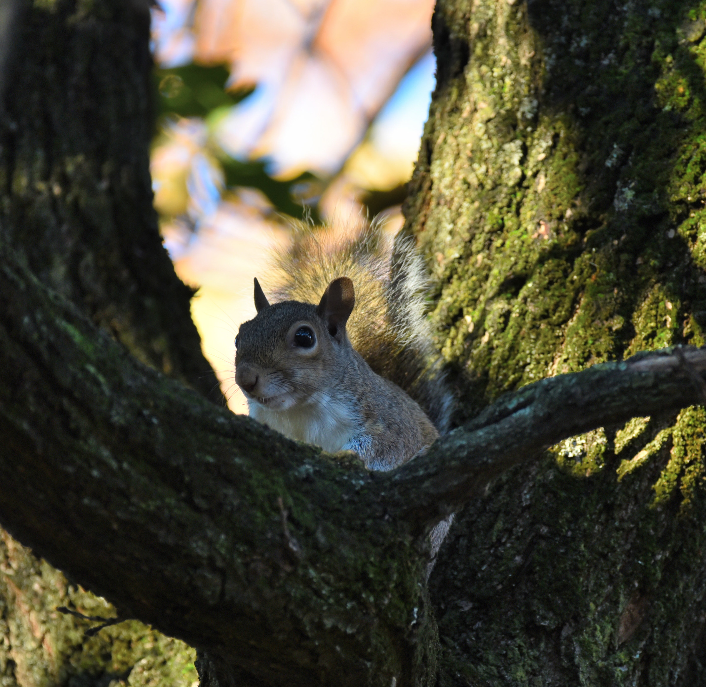 Host of the park door