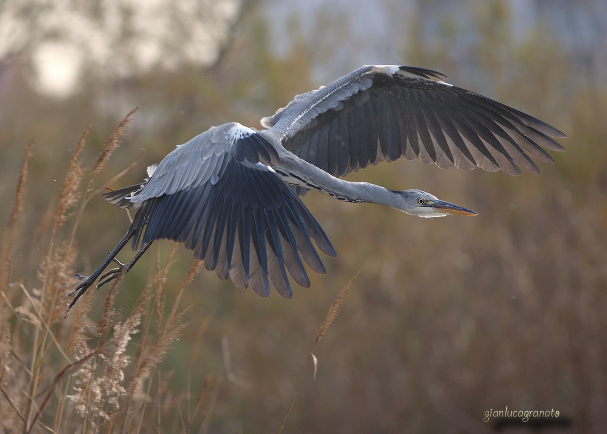 Gray heron