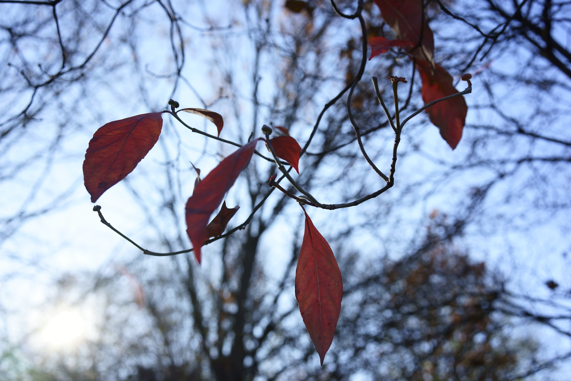 Si sta come d'autunno