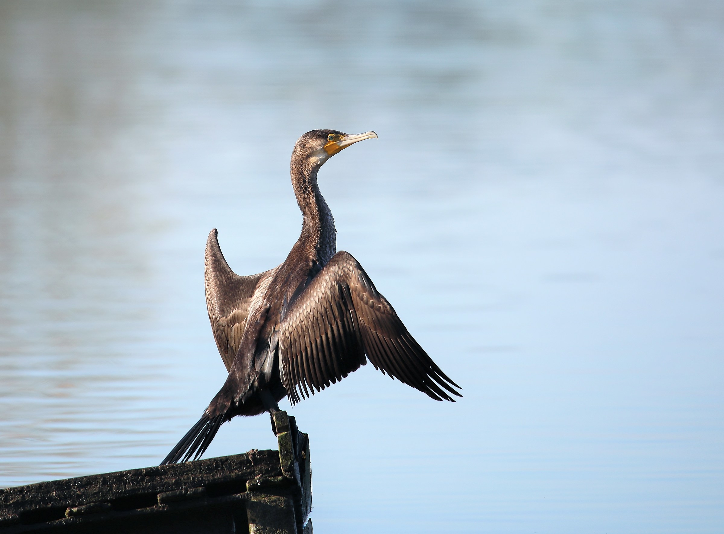 Cormorano