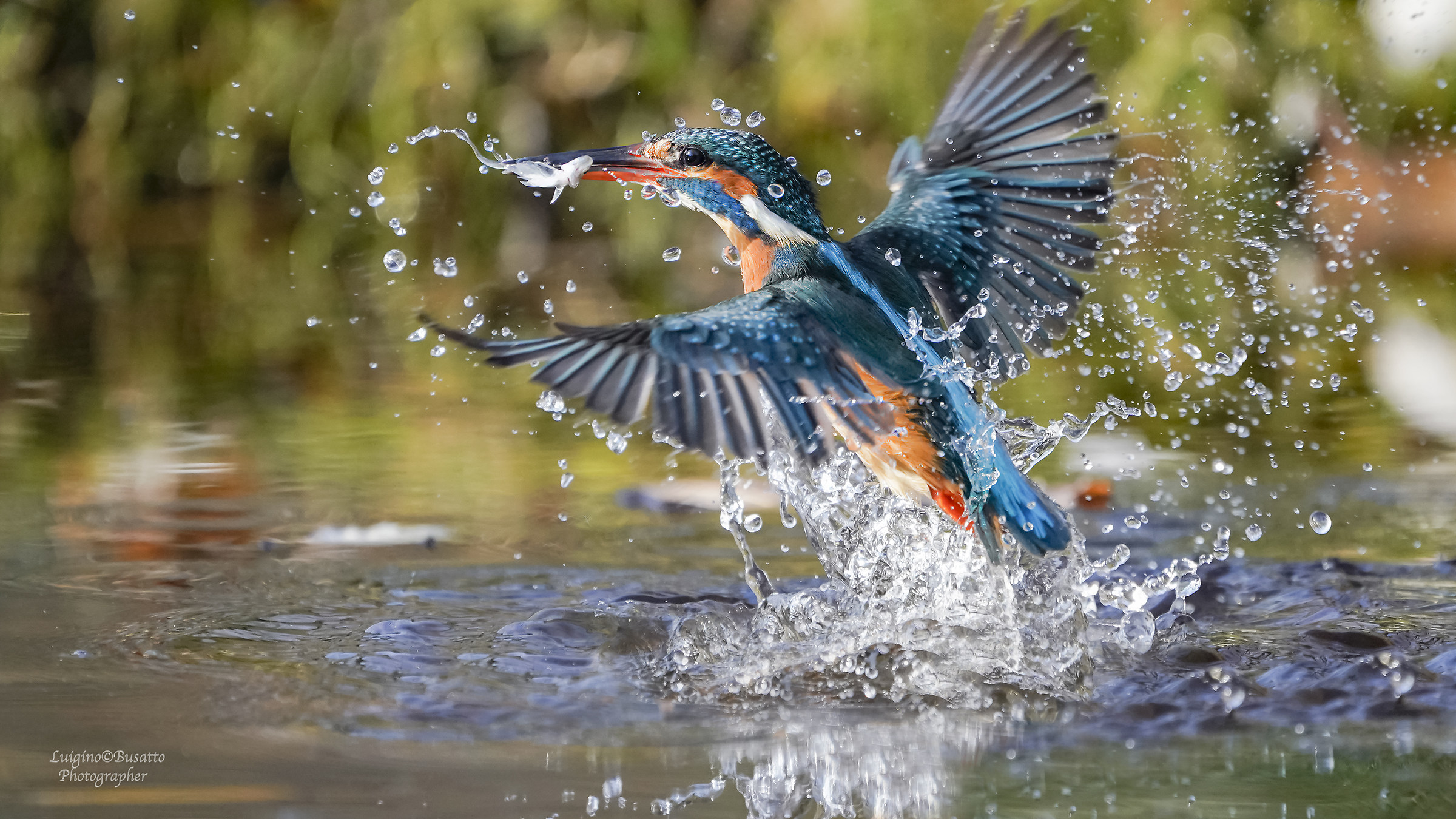 Martin pescatore con preda