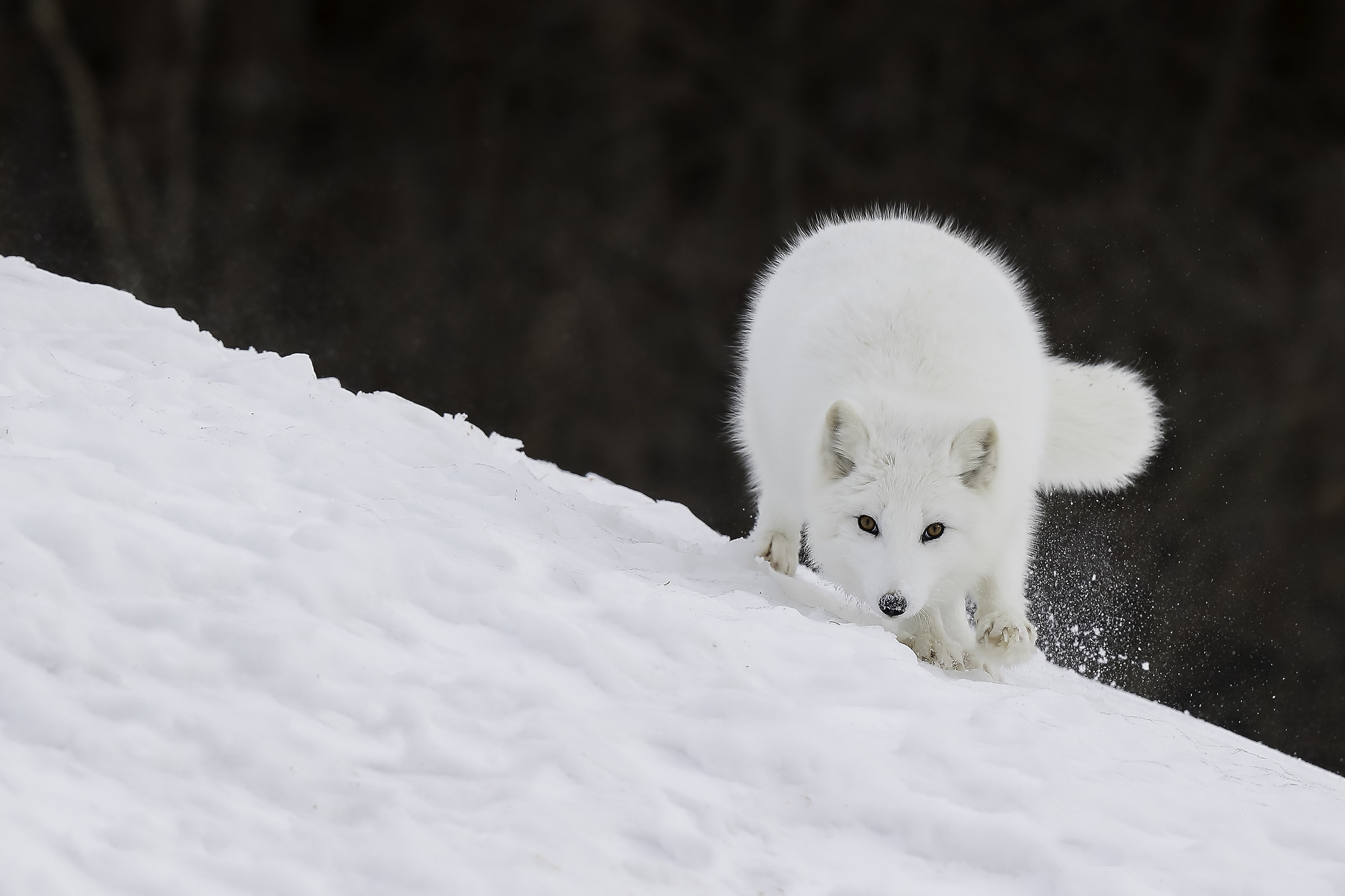 Arctic Fox in Action