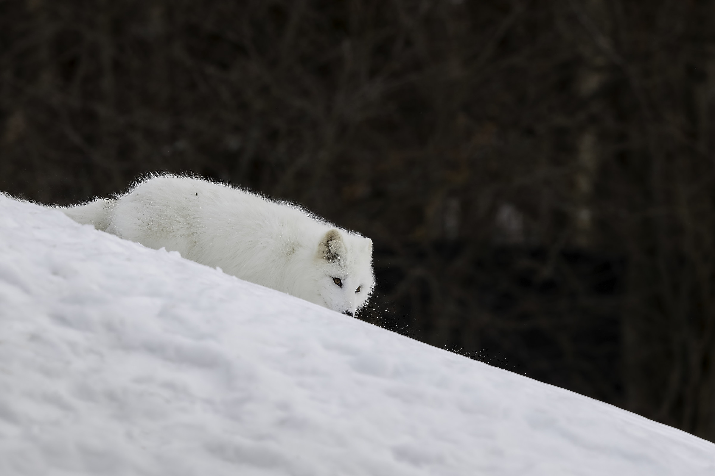Arctic fox