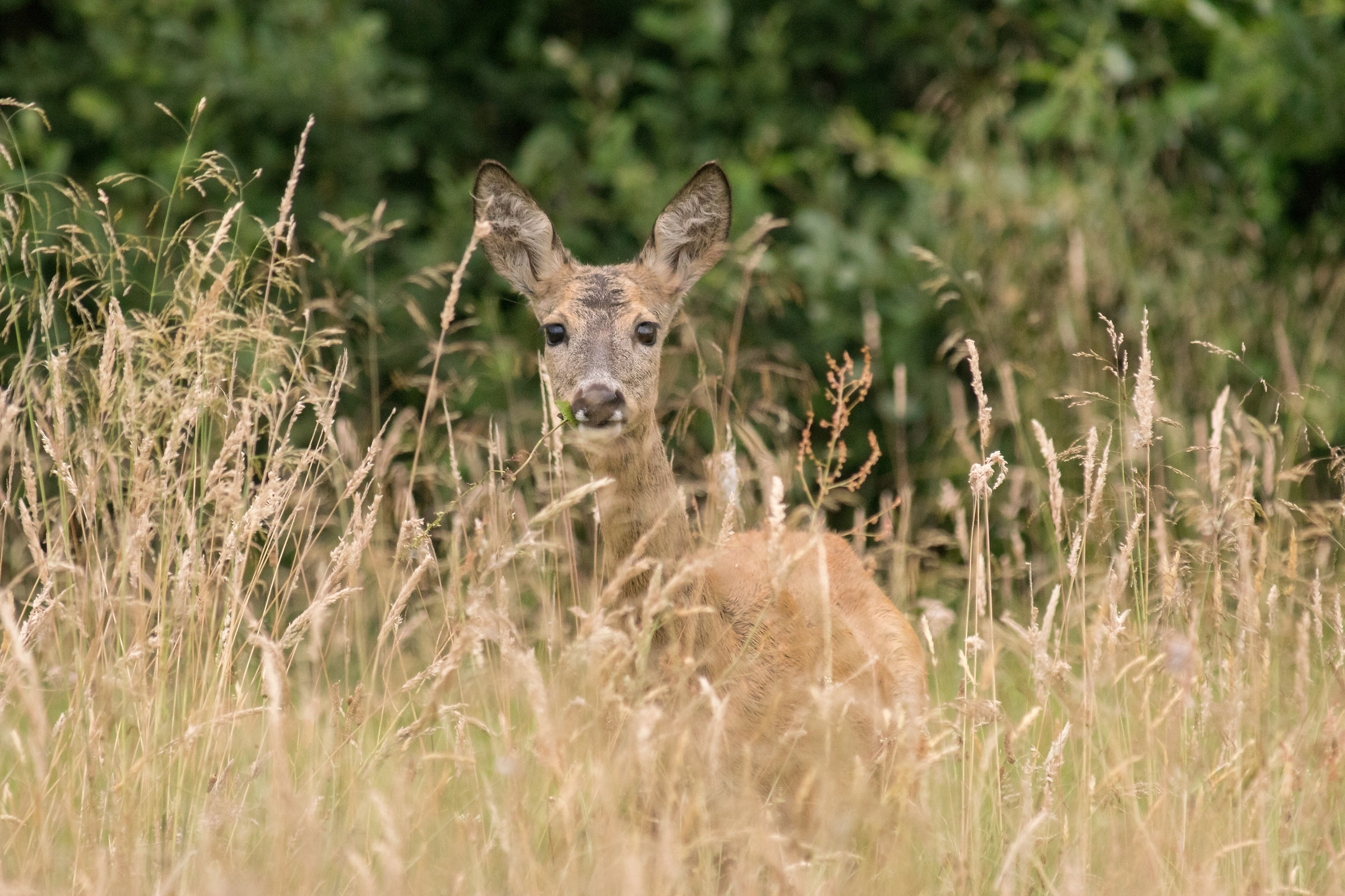 Capriolo (Capreolus capreolus)