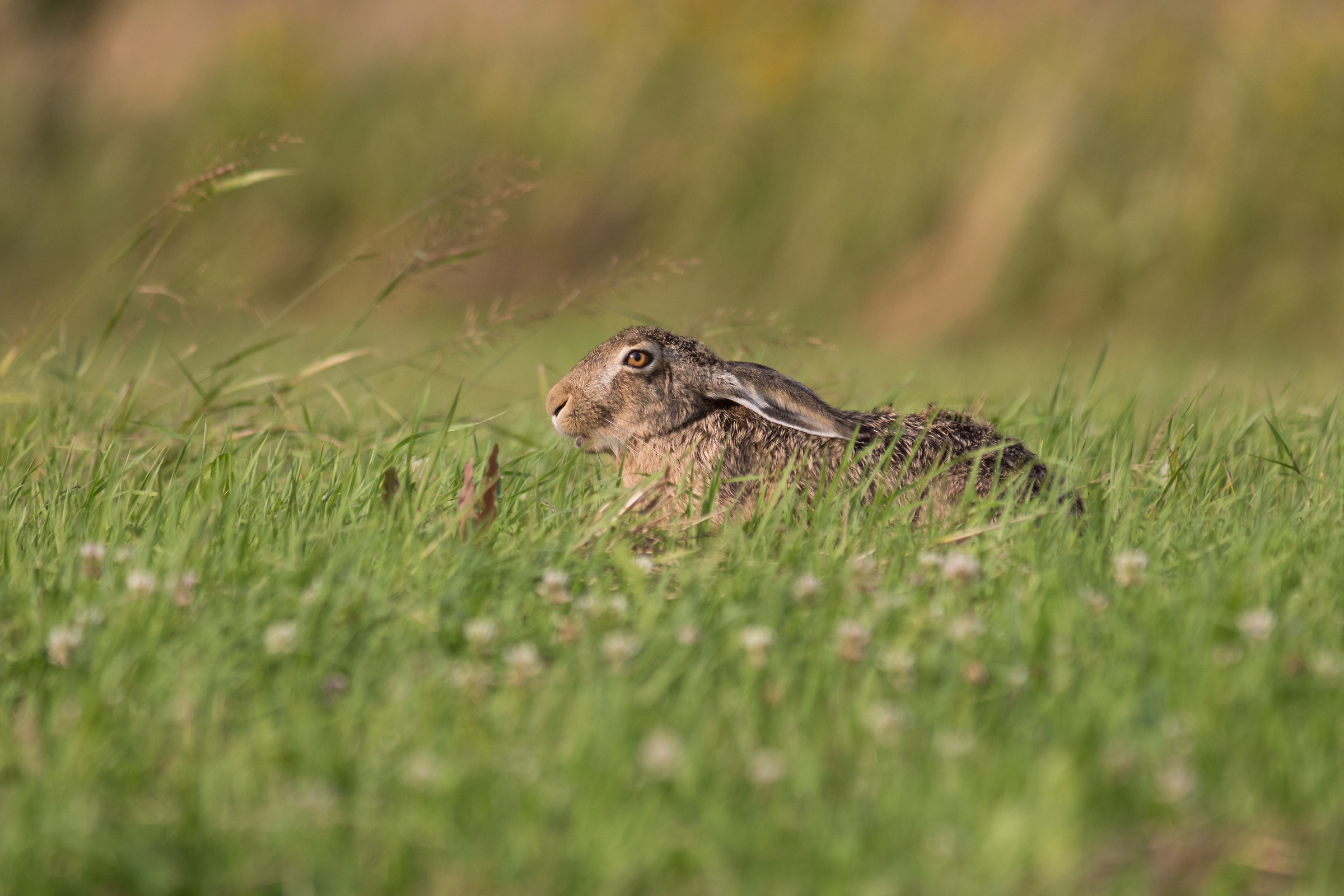 Lepre bruna (Lepus europaeus)