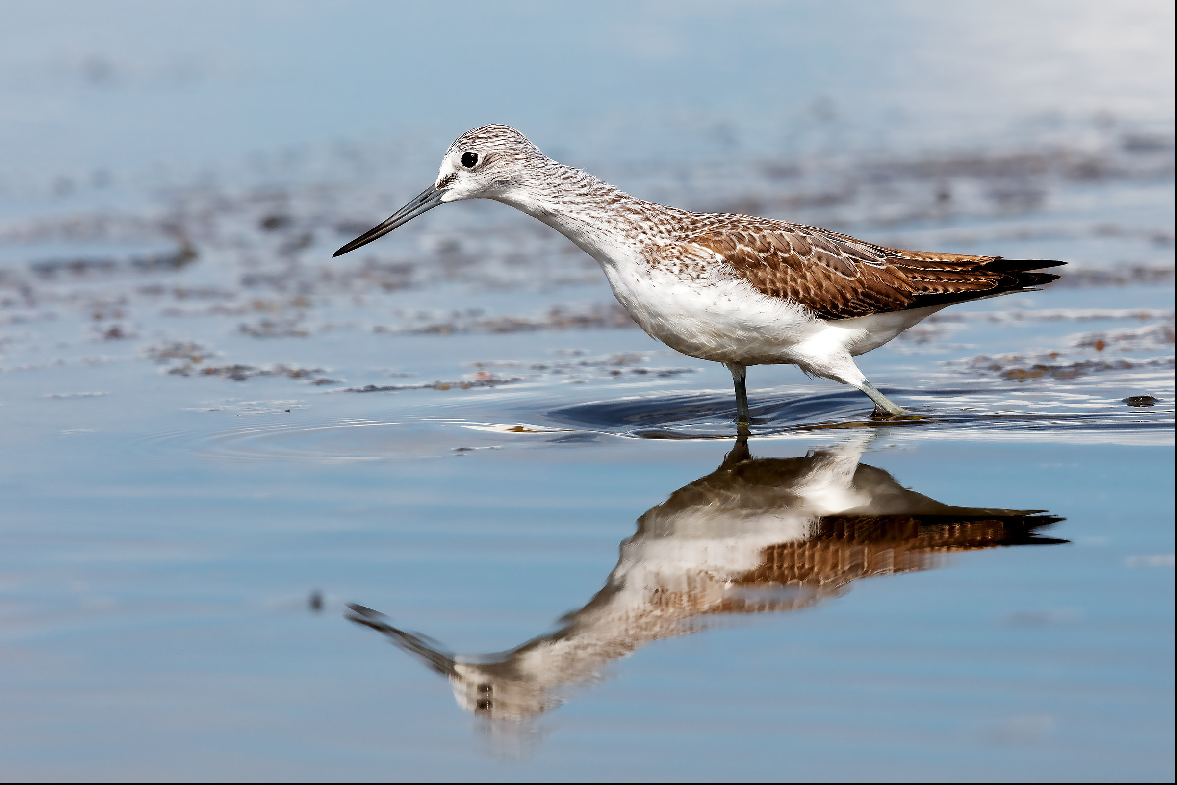 Circeo Loc. Pantani of Hell (Sabaudia)