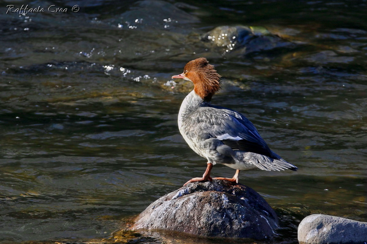 Smergo Maggiore Femmina