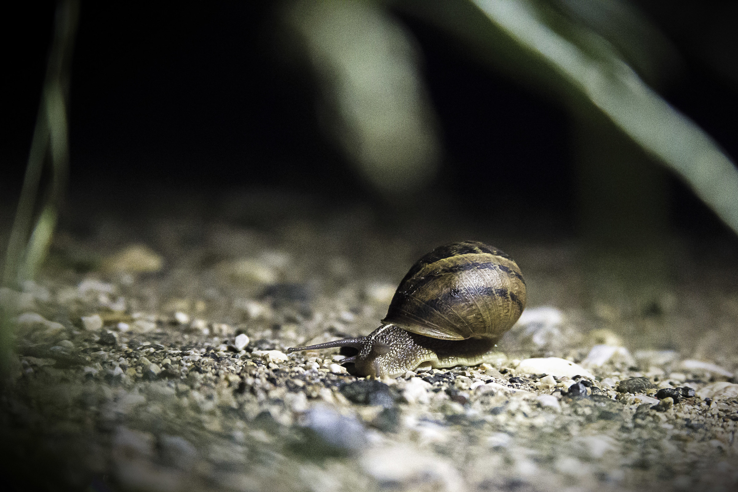 Night snail
