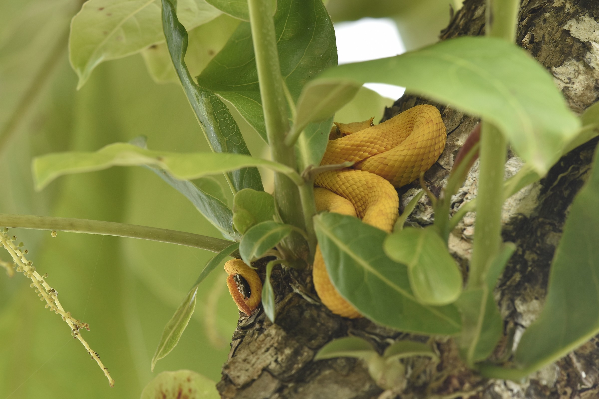 Vipera Bothriechis schlegelii
