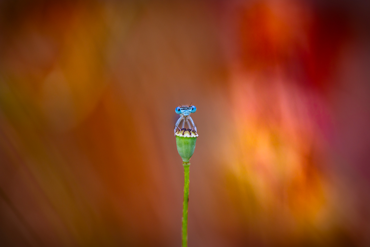 In Un Mare Di Colori