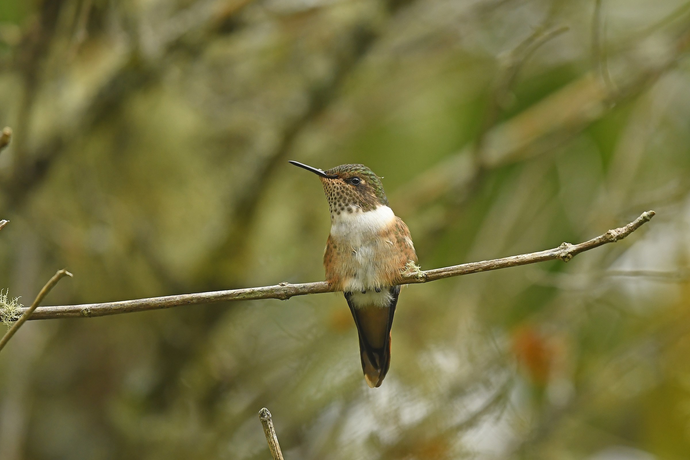 Selasphorus scintilla (femmina)