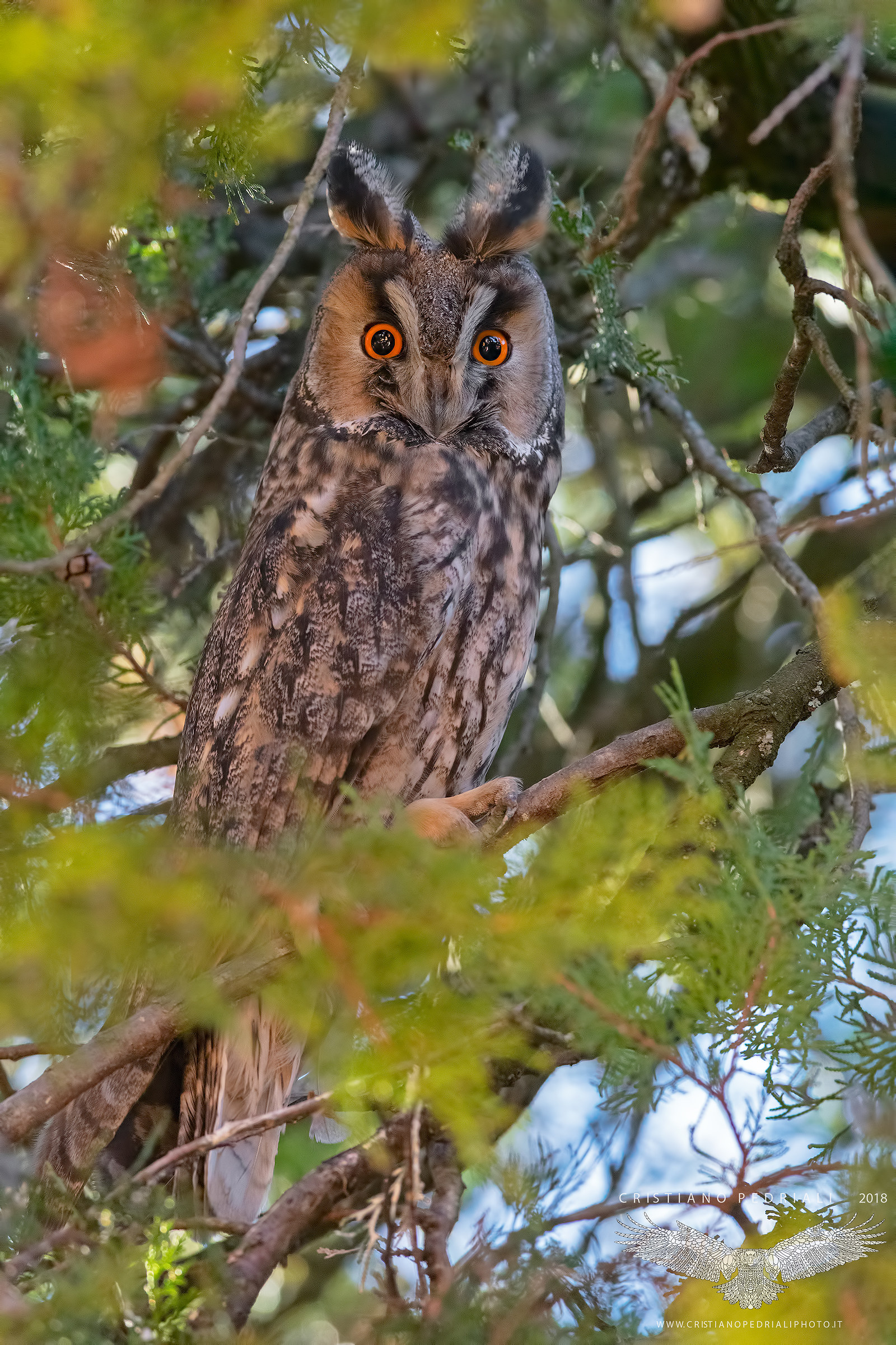 Common Owl...