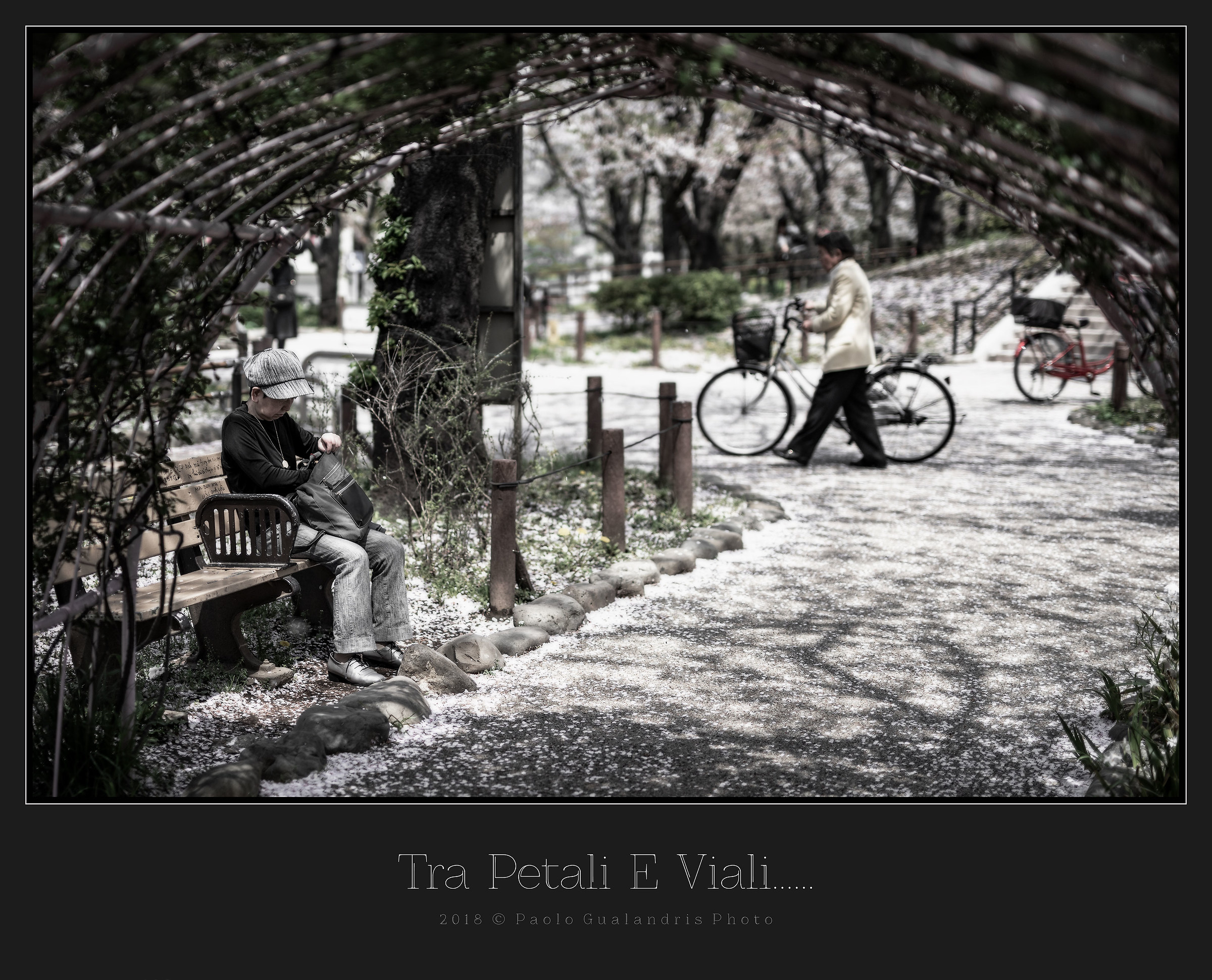 Between petals and avenues......