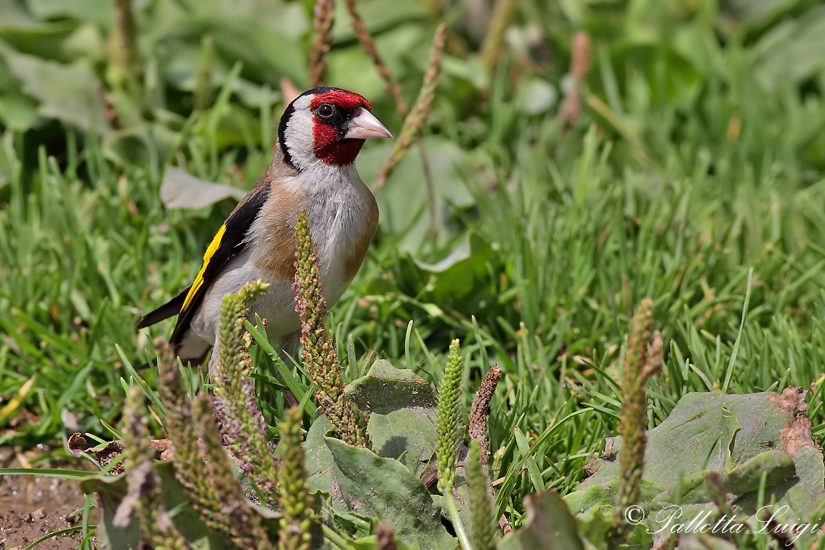 Goldfinch (Carduelis carduelis)