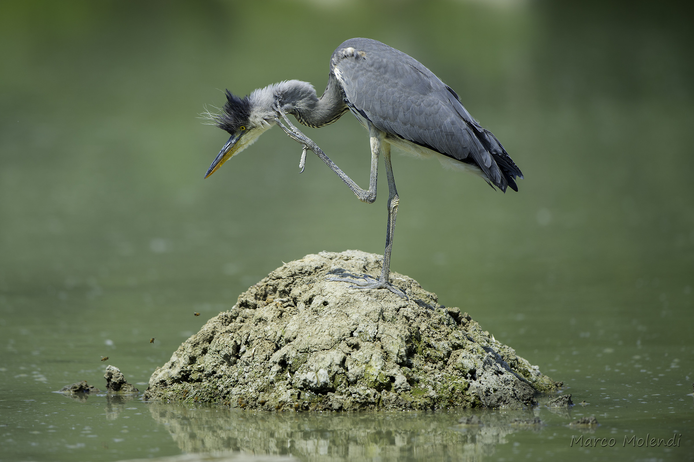 Airone Updated version