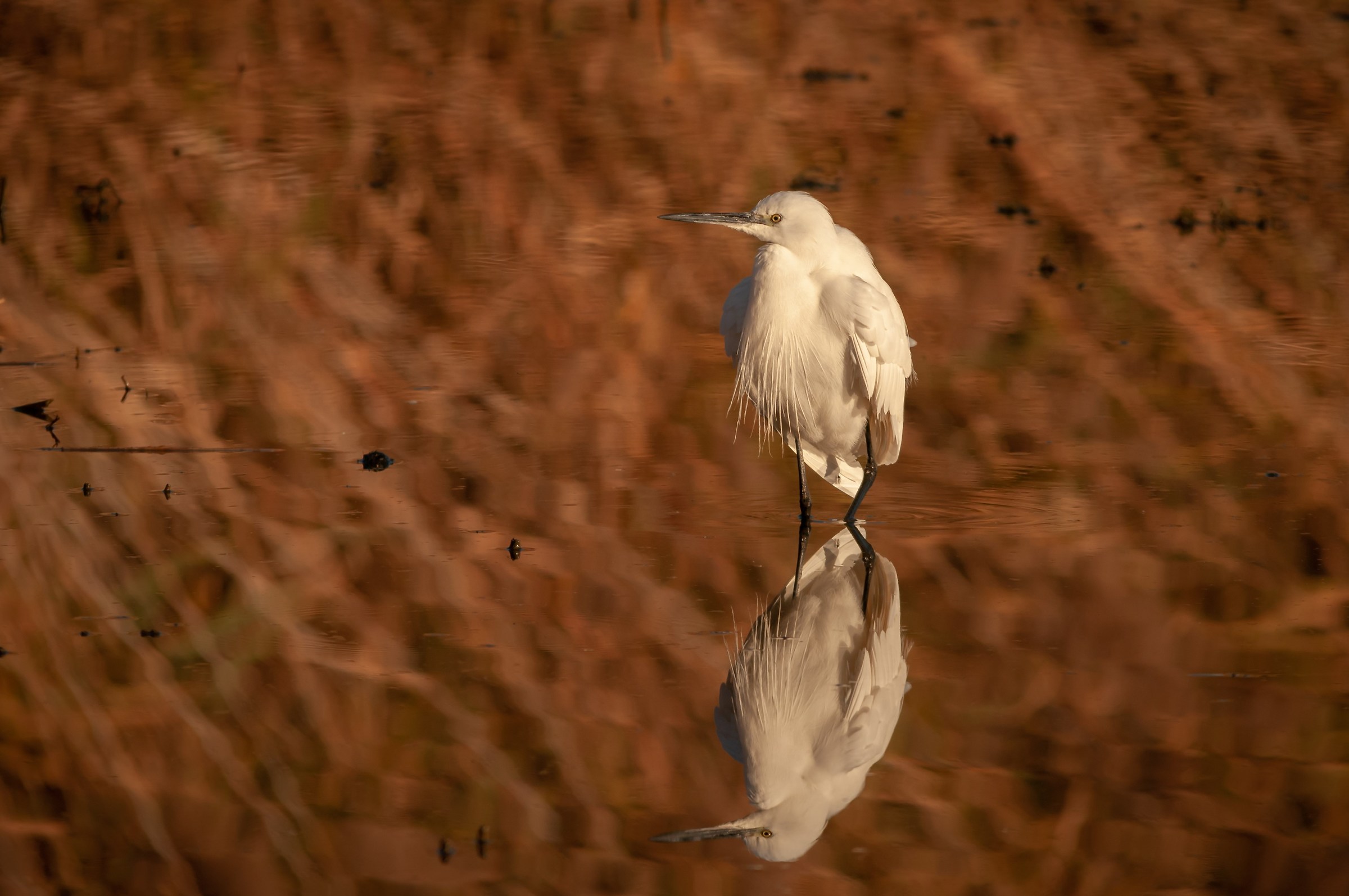 Egret