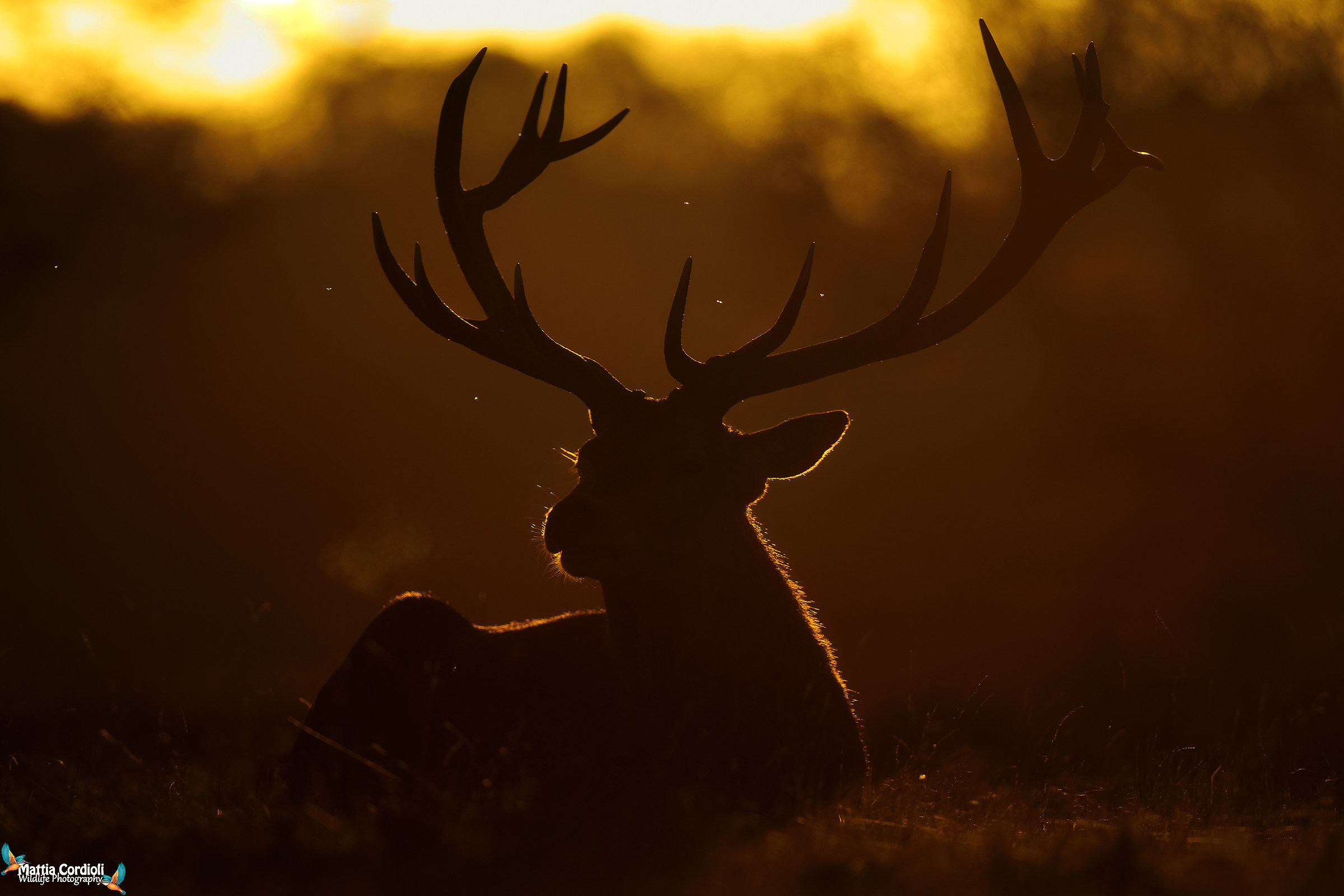 The dark side of the deer