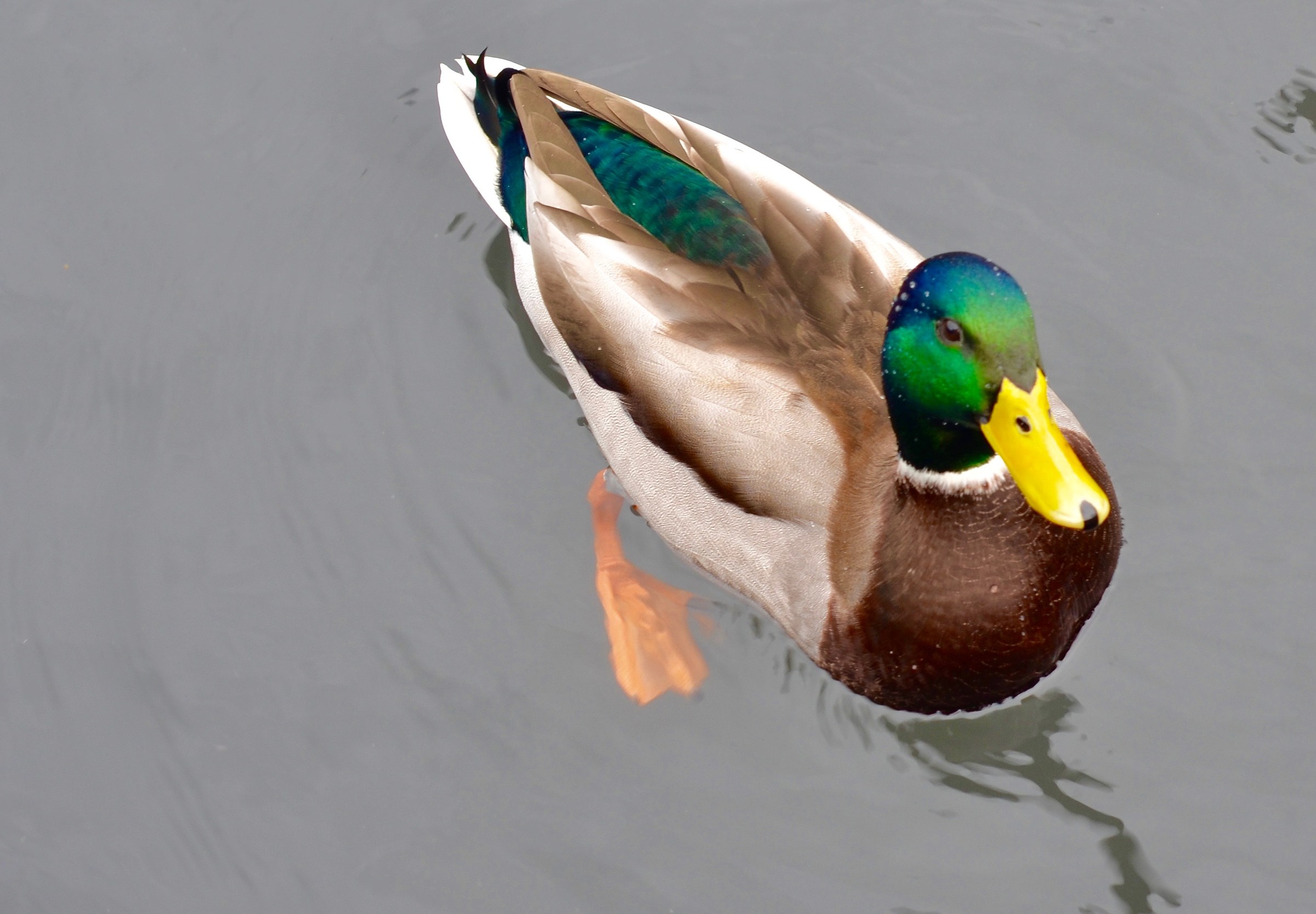 germano reale "sudato"