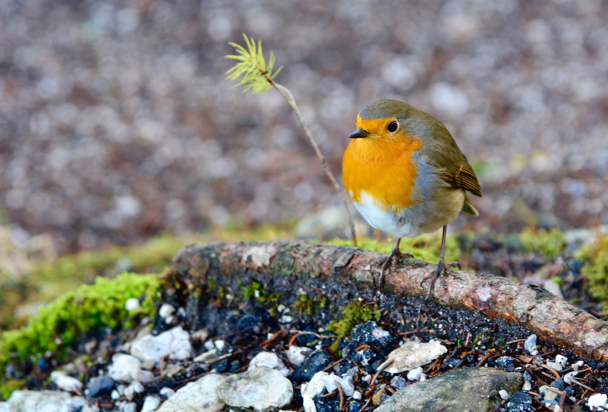 Robin at the lake