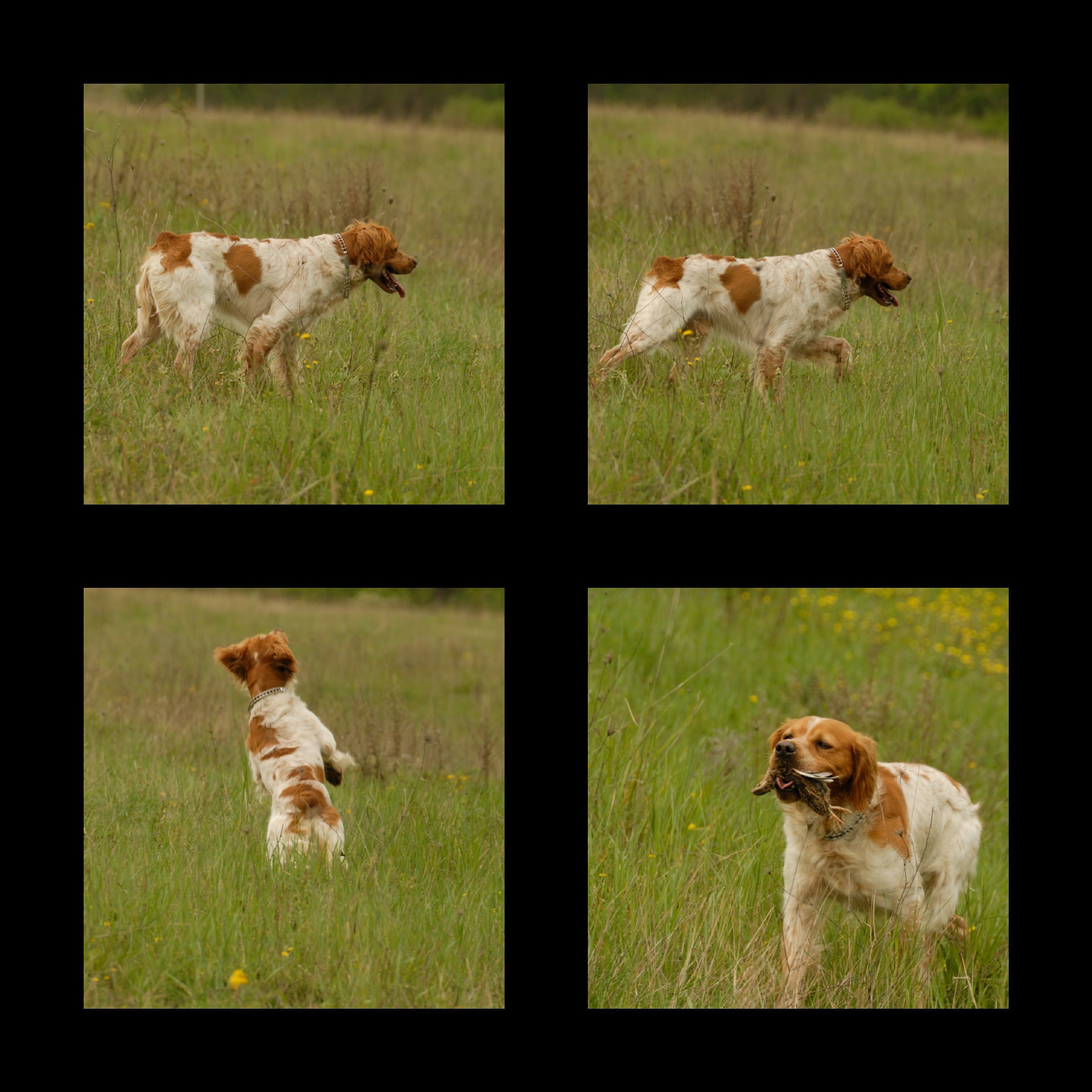 Storia di una quaglia e di un Epagneul Breton