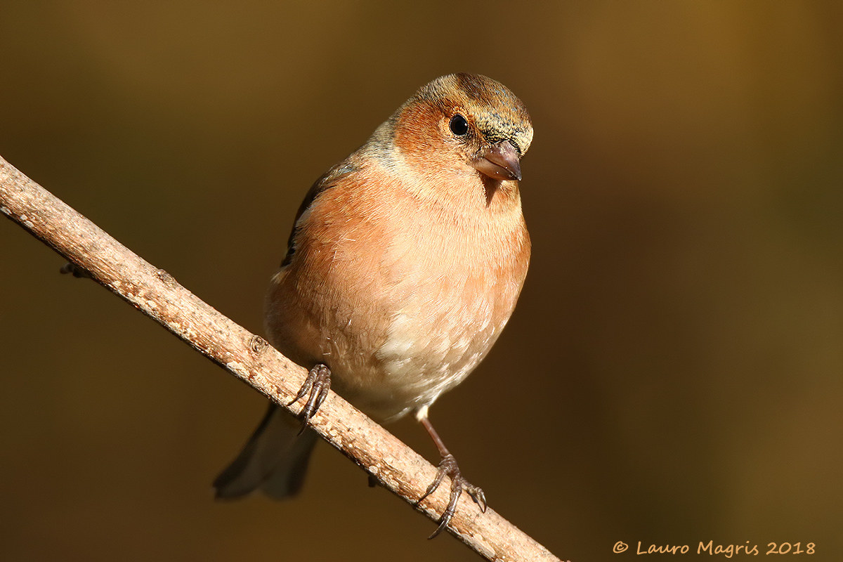 Fringuello maschio sulla diagonale