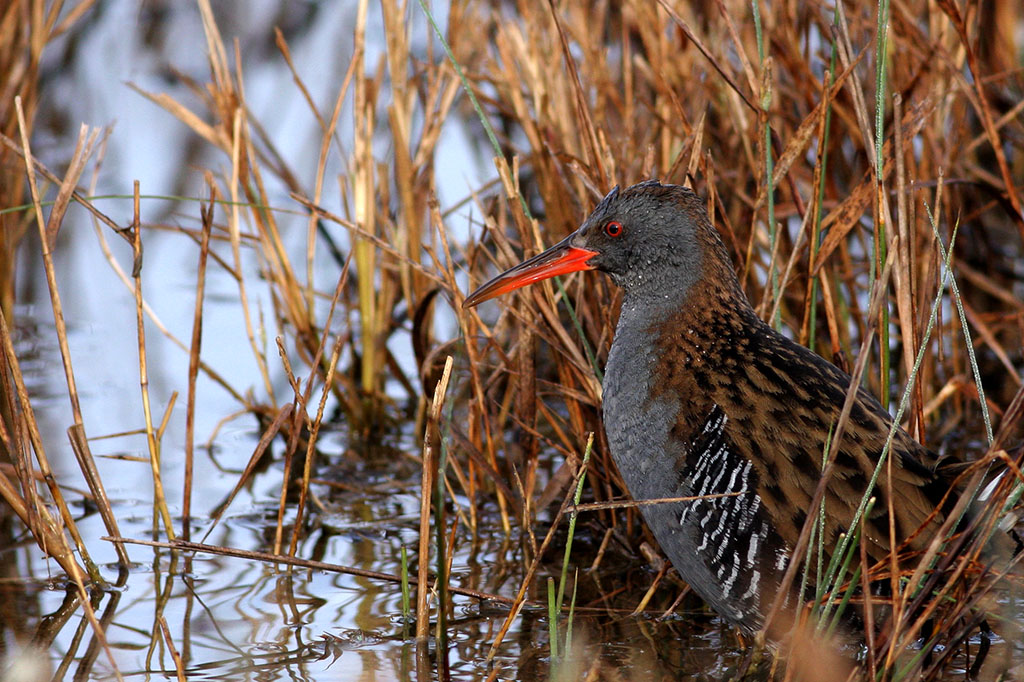 Water Rail