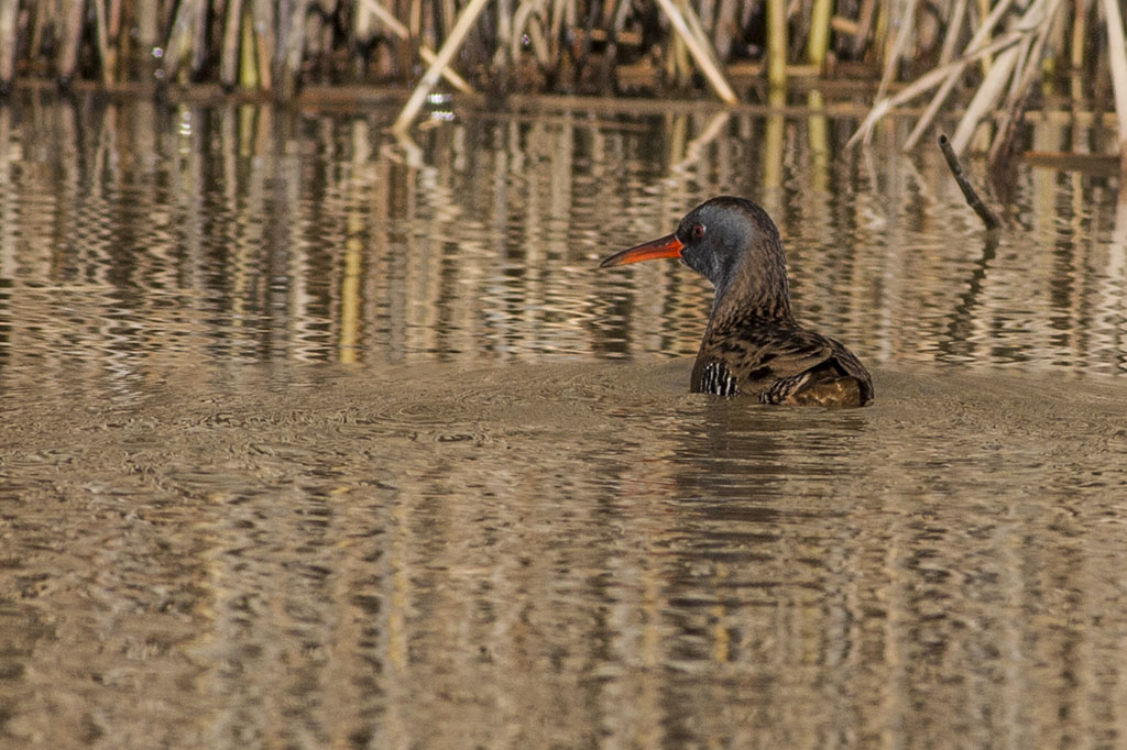 Water Rail