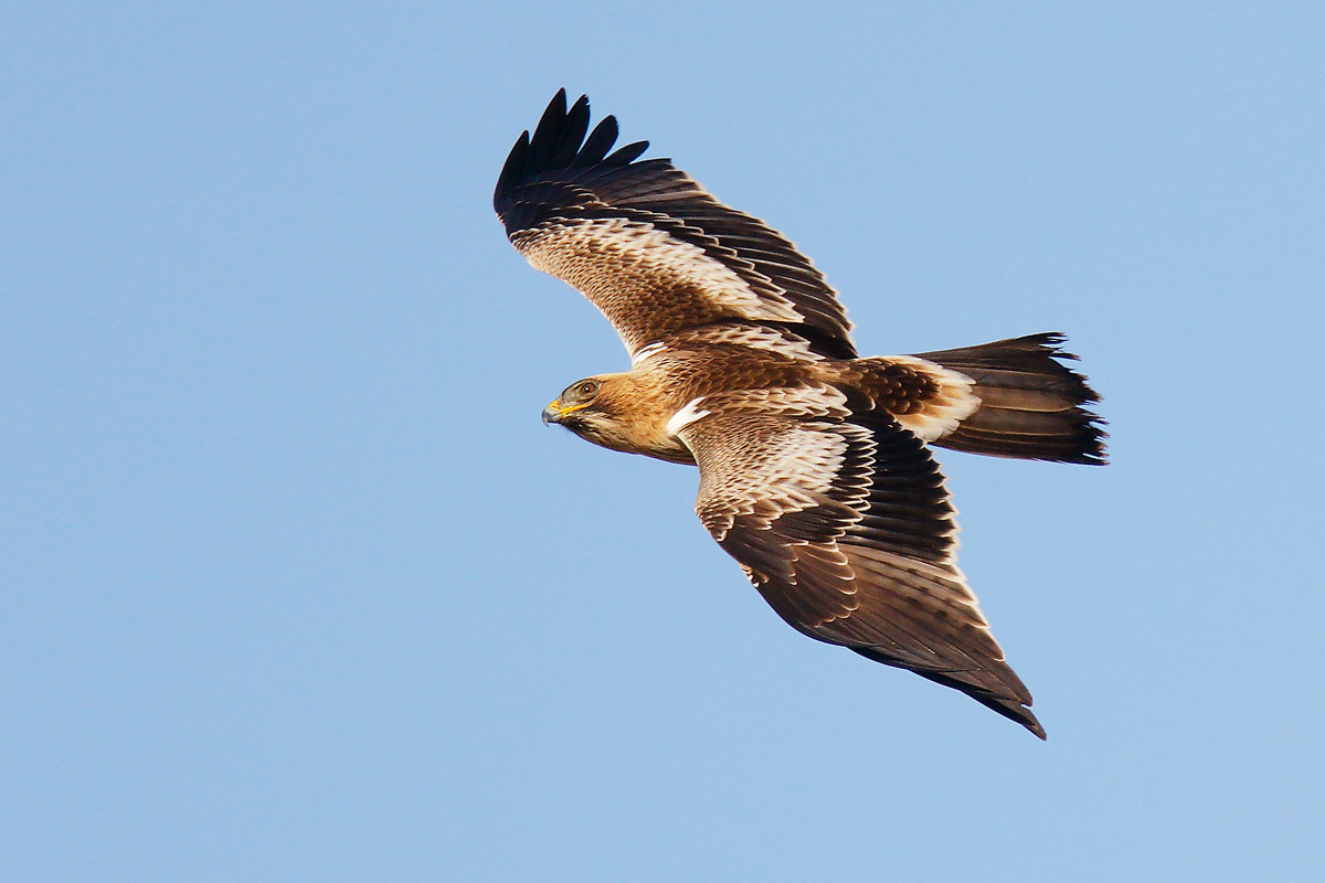 Aquila minore (morfismo chiaro-rossiccio)
