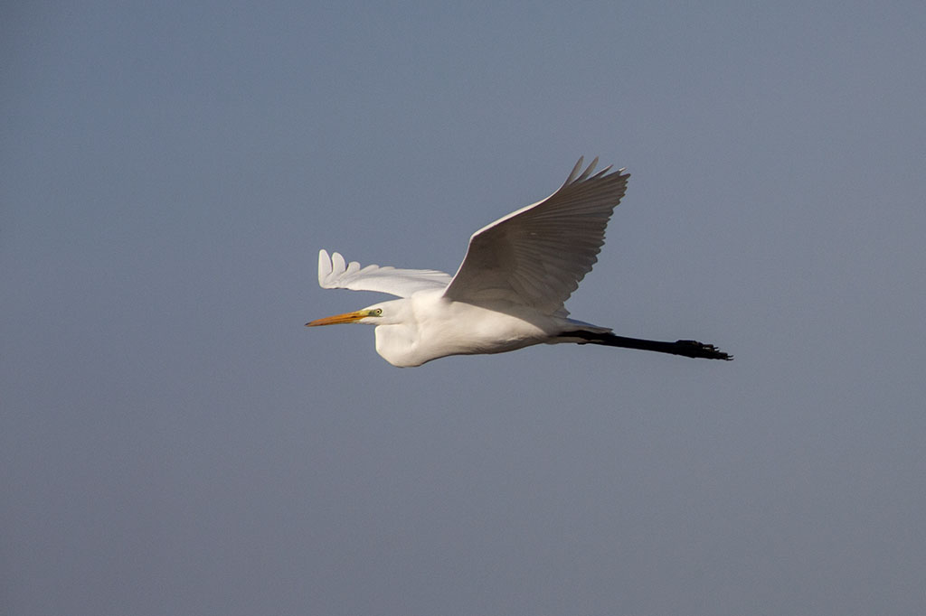 Great Egret