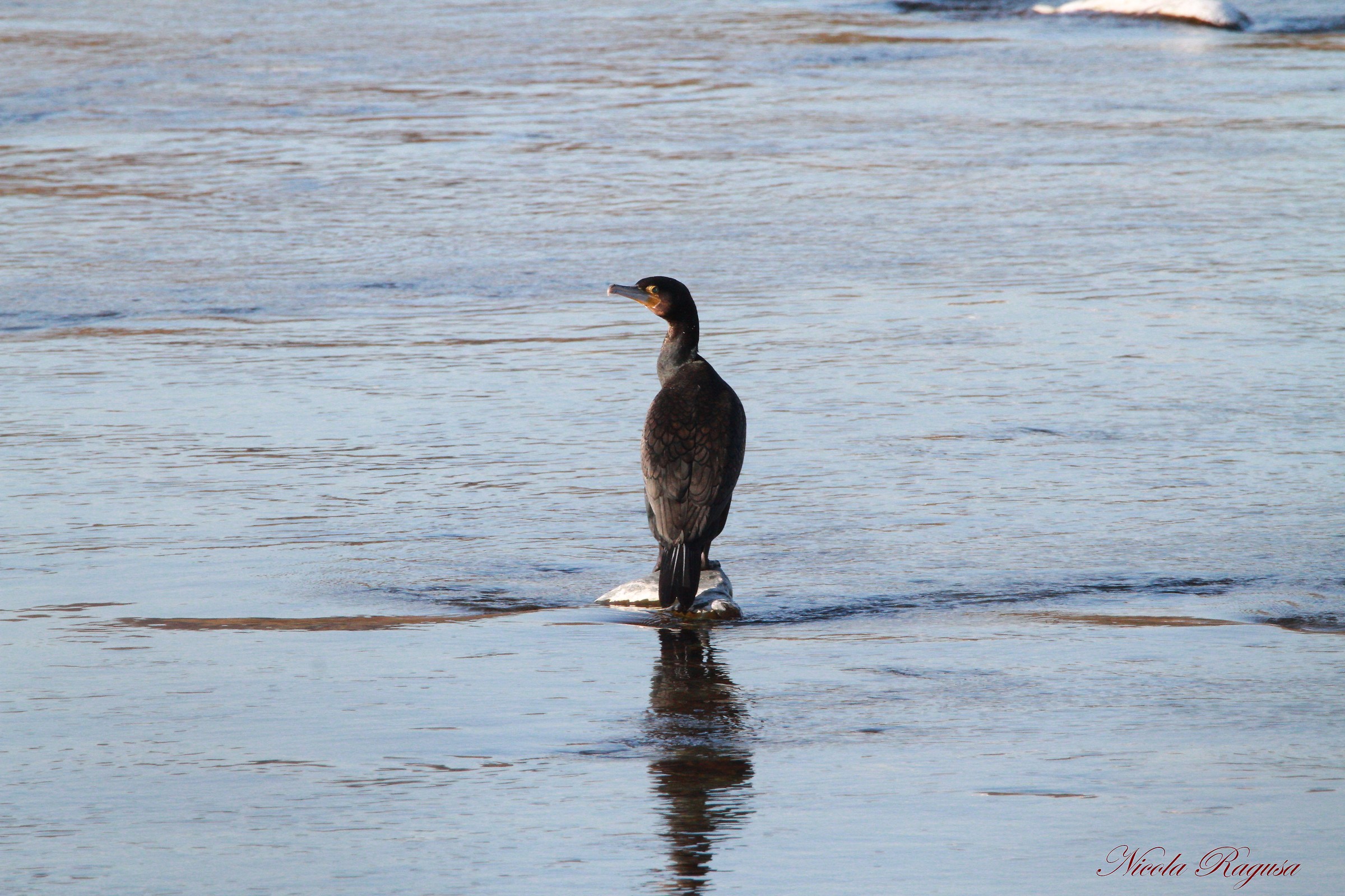 Cormorant