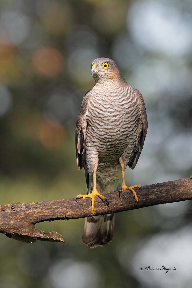 adult female sparrowhawk