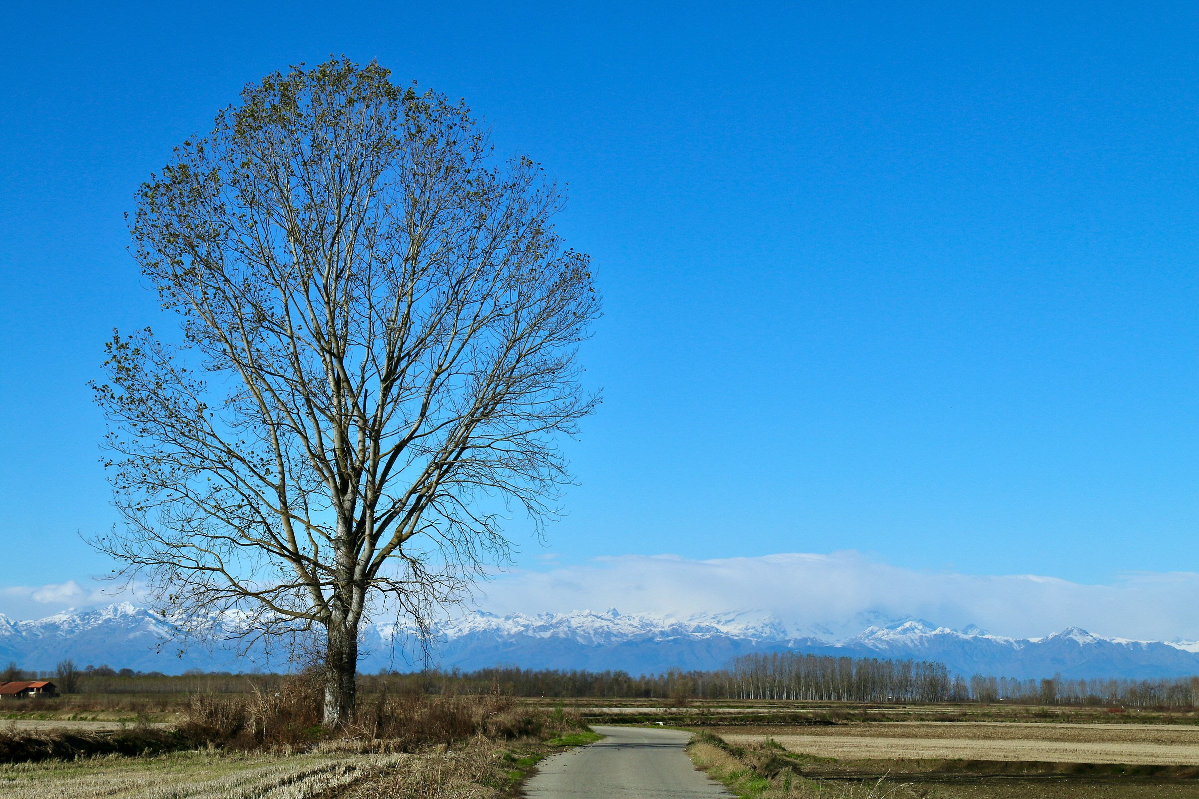 Campagna vercellese.
