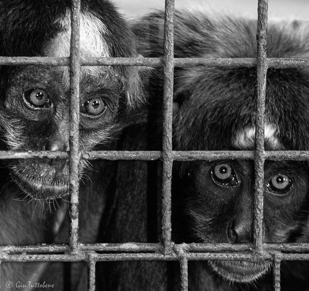 Strazio della prigionia