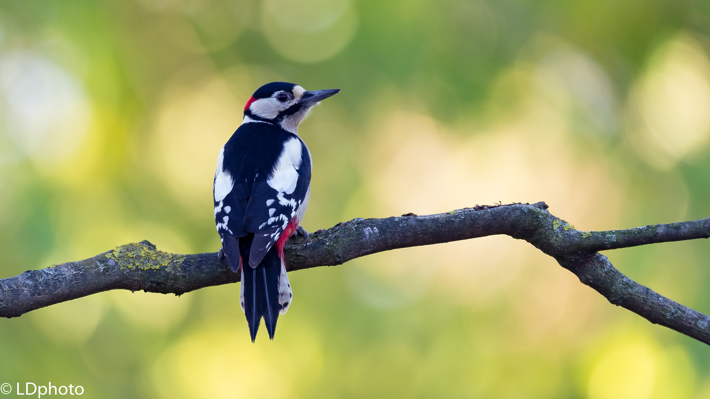 Picchio rosso maggiore