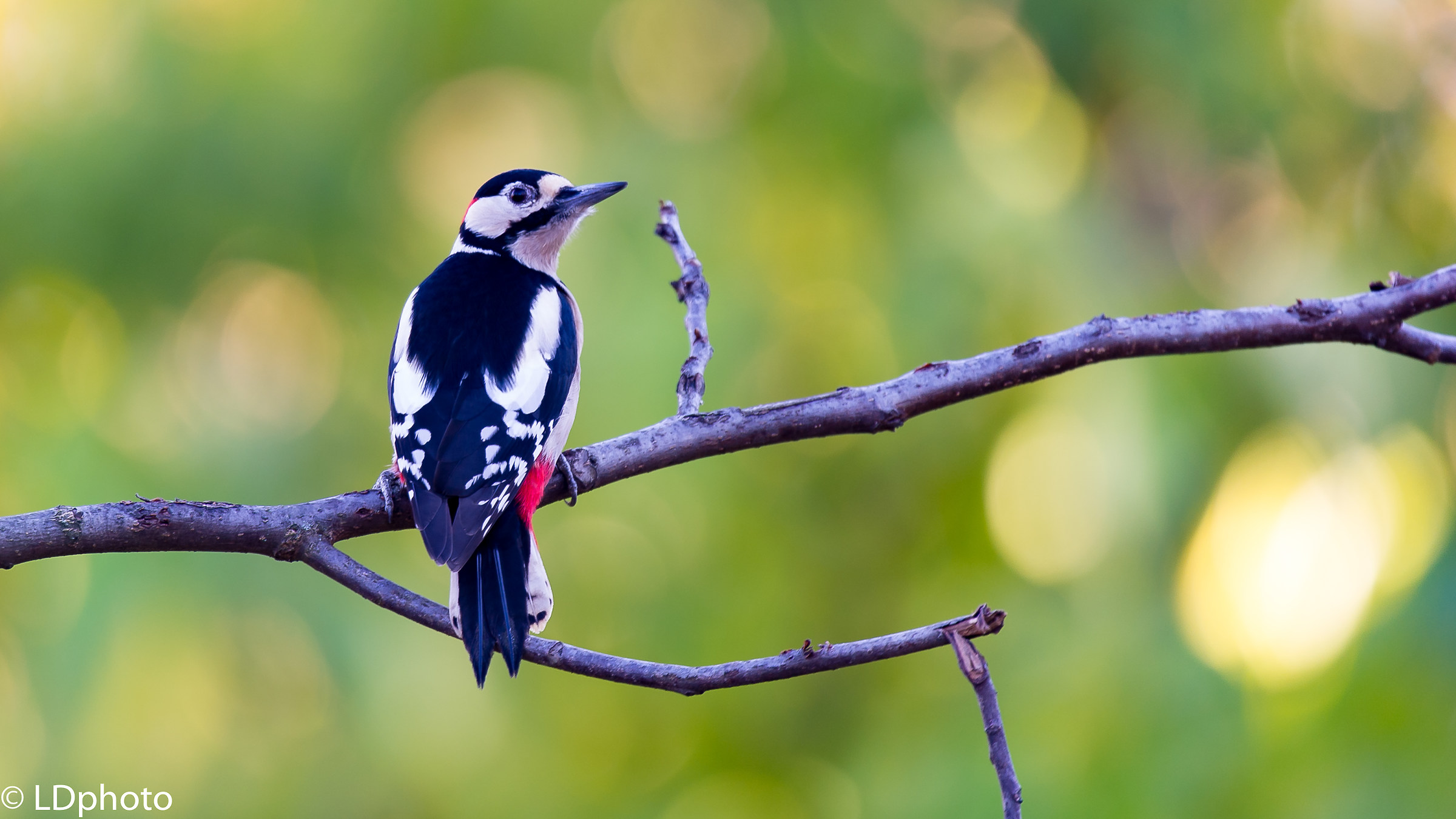 Picchio rosso maggiore