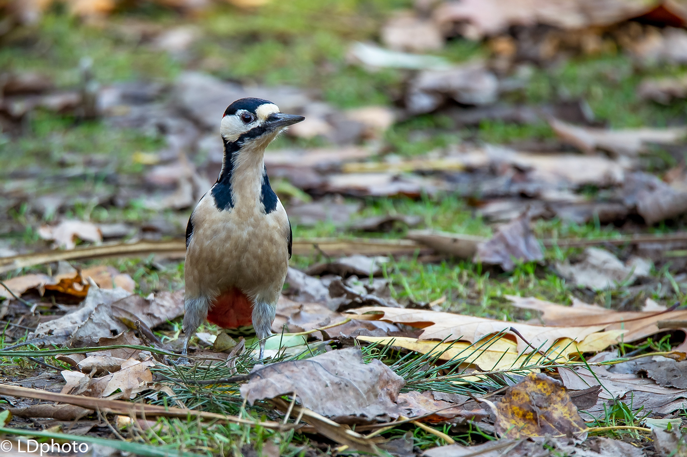 Pcchio rosso maggiore