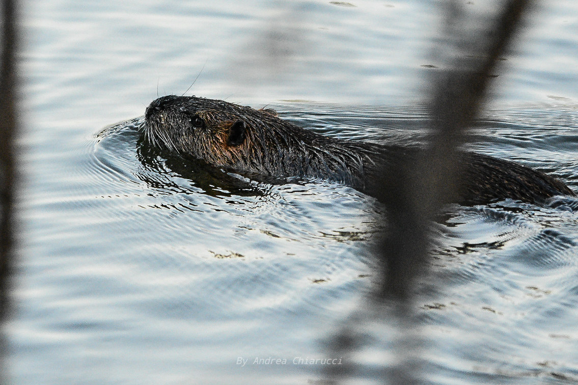 Swamp Beaver (Nutria)
