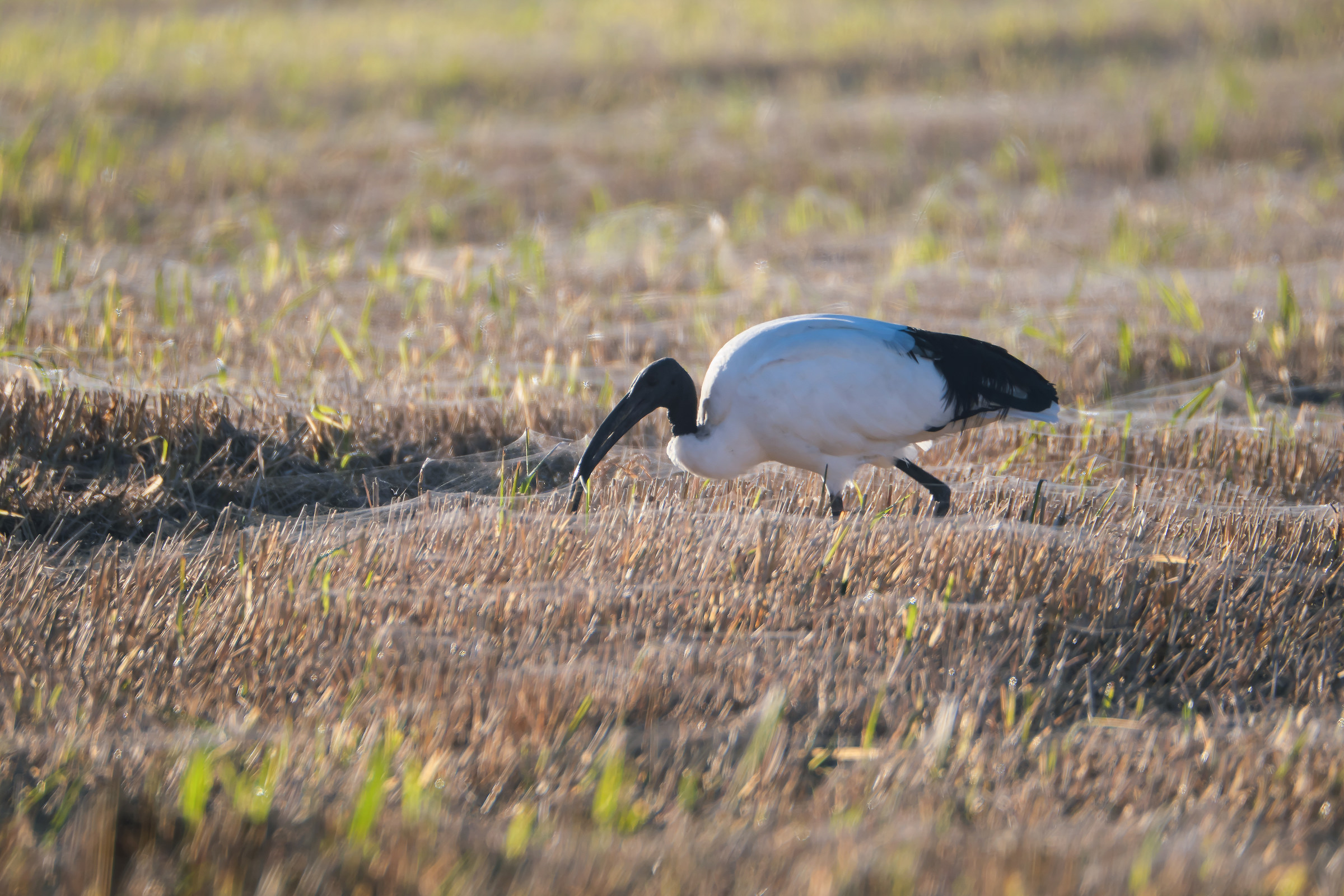 Inhabitants of rice fields: Sacred Ibis